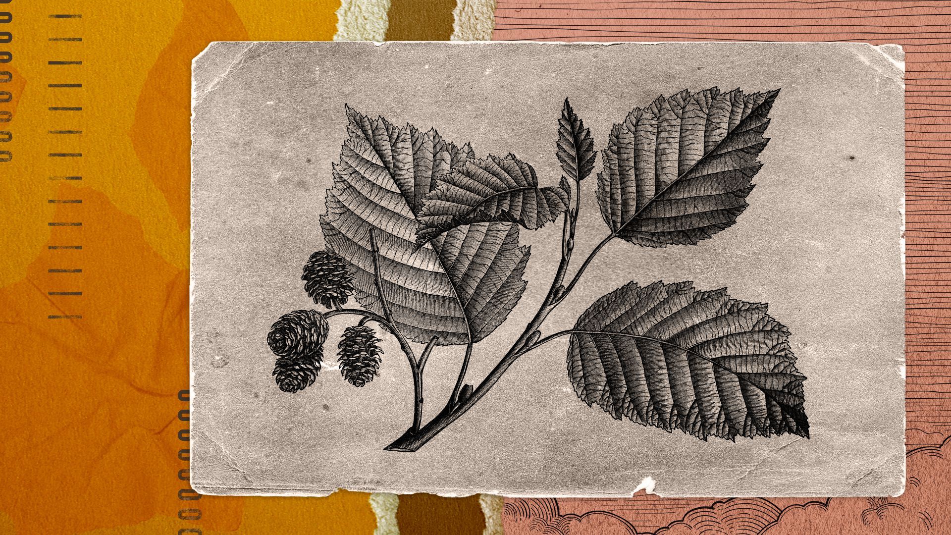 Vintage etching of a plant layered over torn paper.