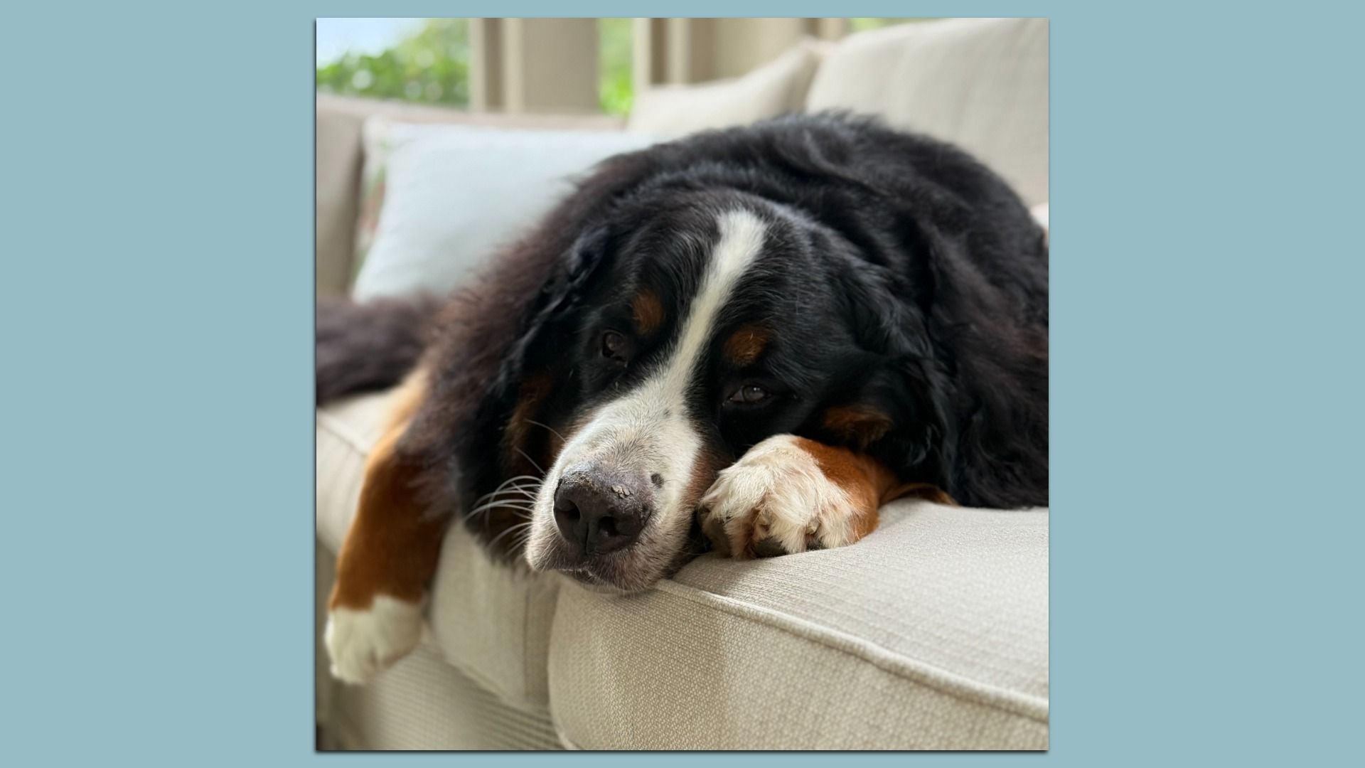 Large black, white, and brown Bernese Mountain Dog lying on a light beige sofa with its head resting on the armrest, looking calm and relaxed indoors.