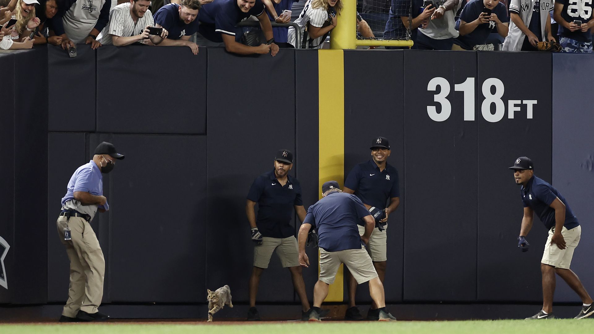 Cat in ballpark