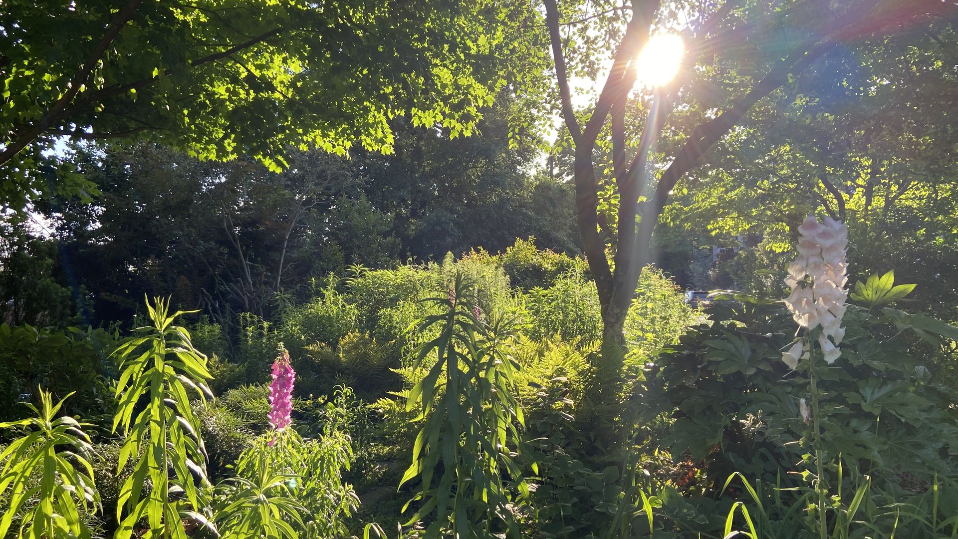 A close-up of a verdant garden filled with native species like aster as the setting sun peeks through branches