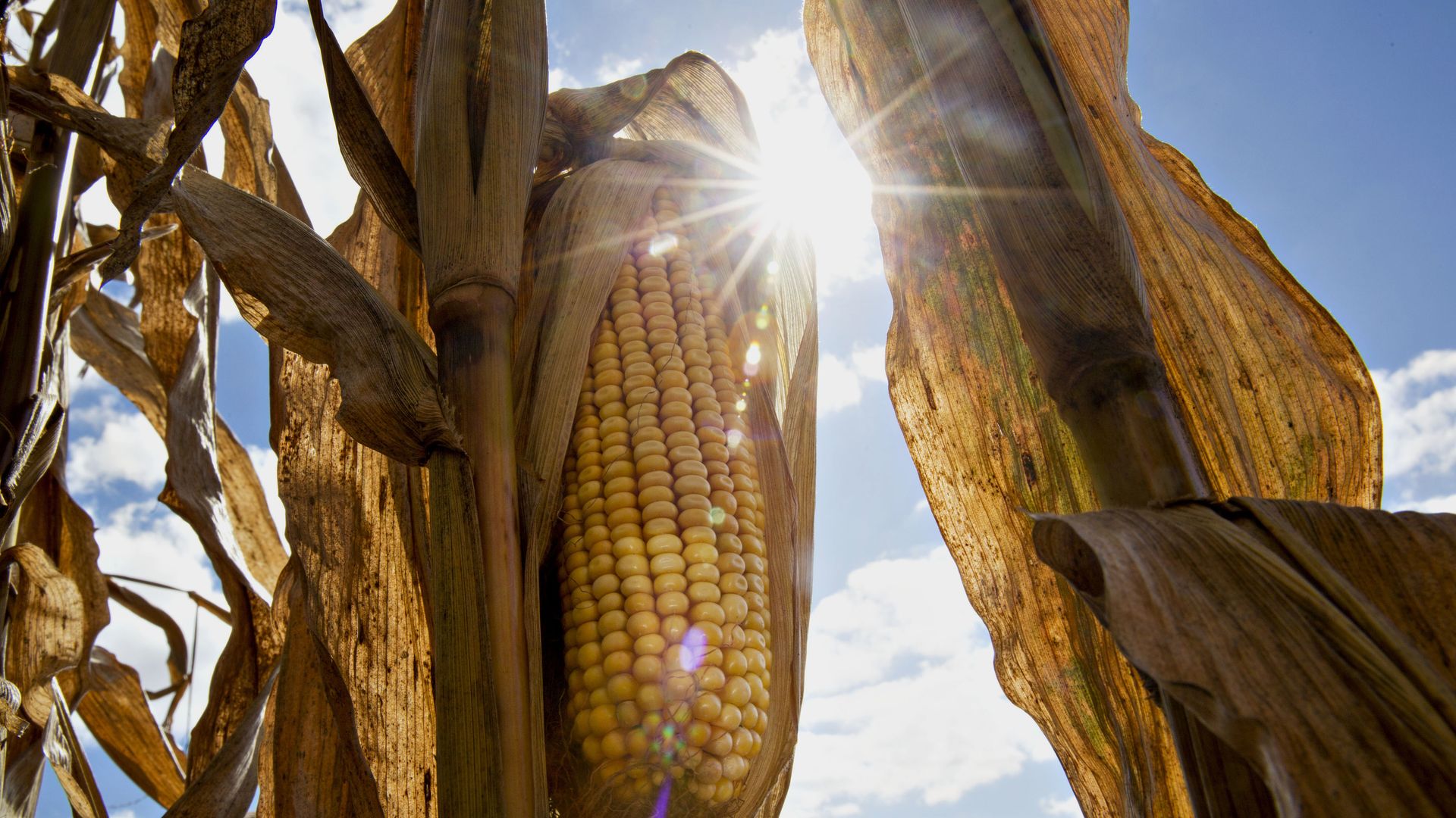 Sun beats down on a dried corn stalk