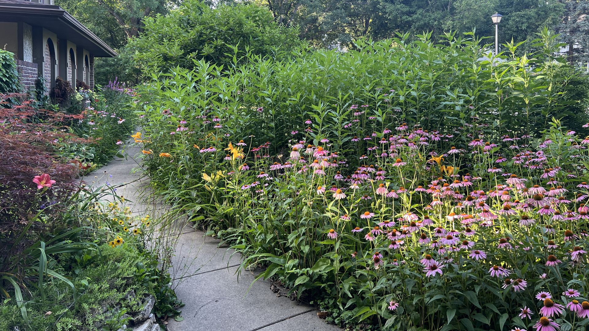 Concrete garden path beside a brick building, surrounded by dense green plants and flowers including pink coneflowers and yellow lilies, with tall trees in the background under clear sky.