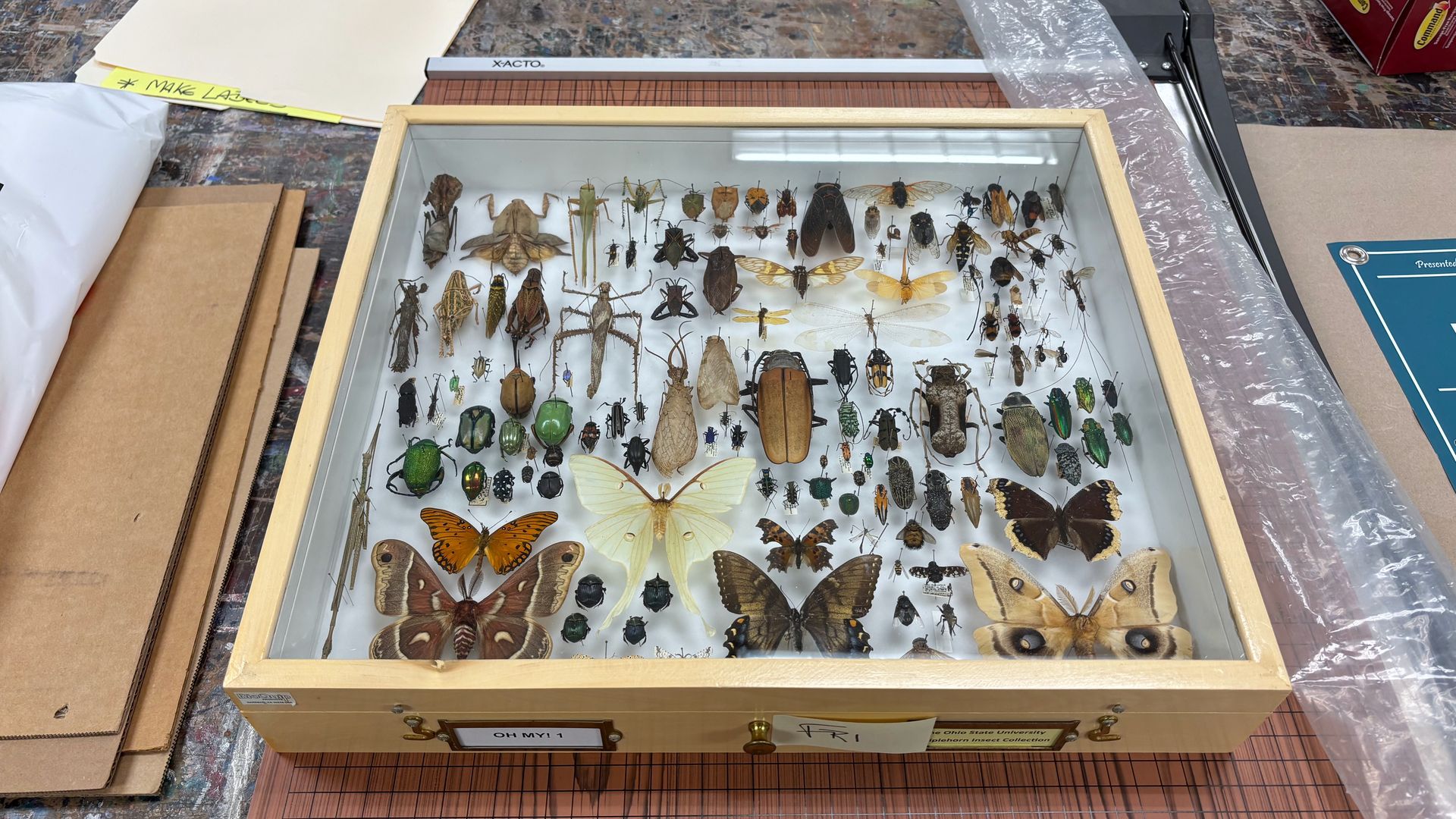Wooden, glass-topped display case filled with pinned insect specimens—colorful butterflies, moths, beetles—neatly arranged on a white background; workspace with papers and tools around.