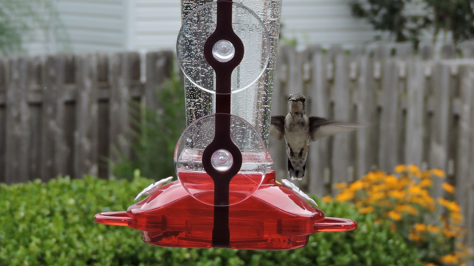 A hummingbird hovers over a window feeder