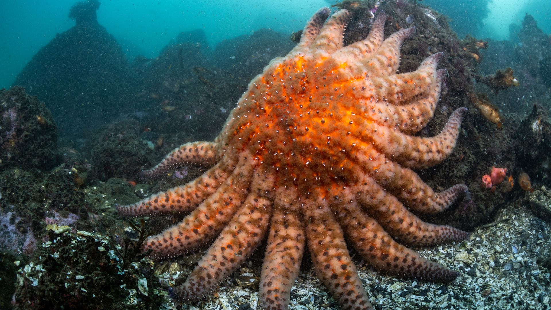 Large orange and brown spotted sun star with multiple arms on a rocky ocean floor with shells and seaweed in murky water.
