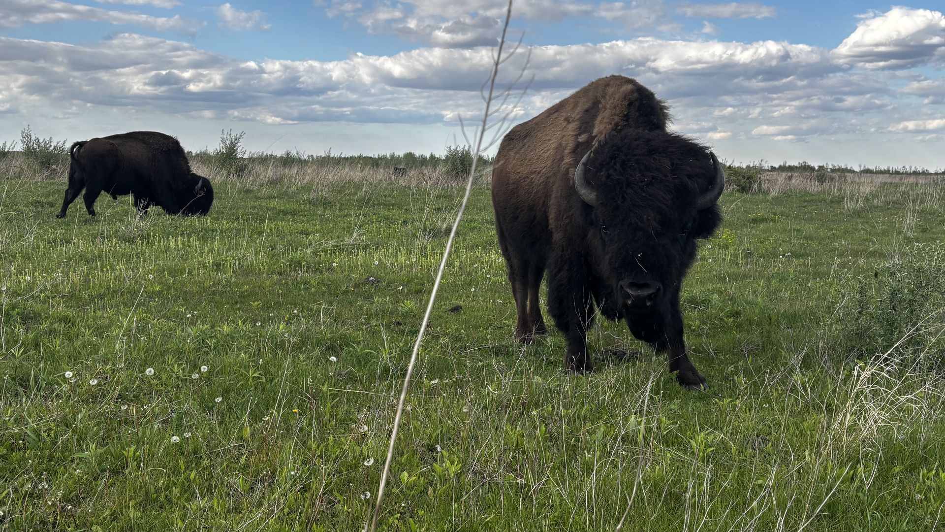 Two bison in a green field under a cloudy blue sky. A large dark-brown bull with curved horns stands close to the camera, while another bison grazes in the distance; a thin wire crosses the foreground.