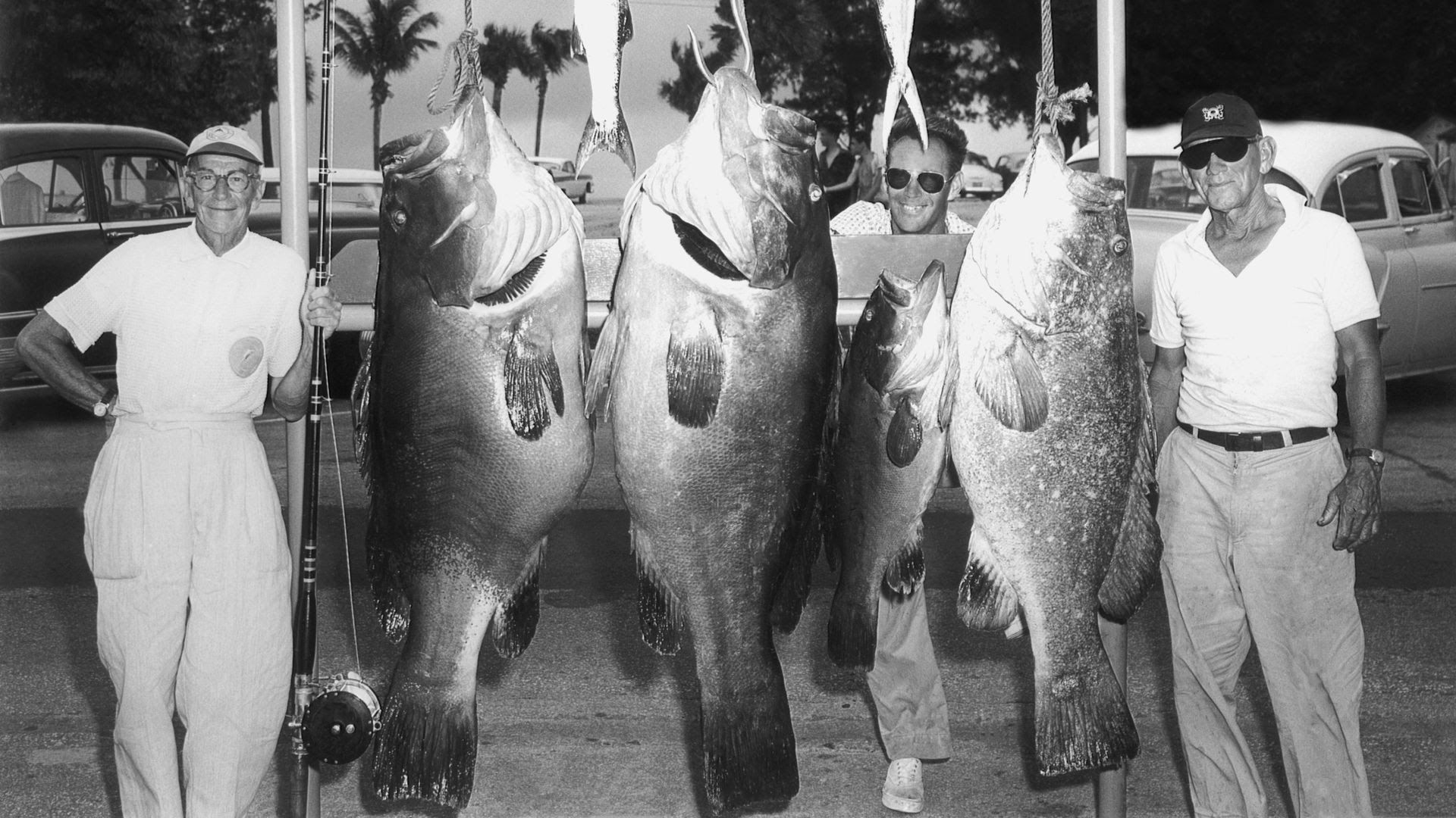 Captain Jack Weygant (right) poses with two men and three goliath grouper caught near Fort Lauderdale, circa 1960.