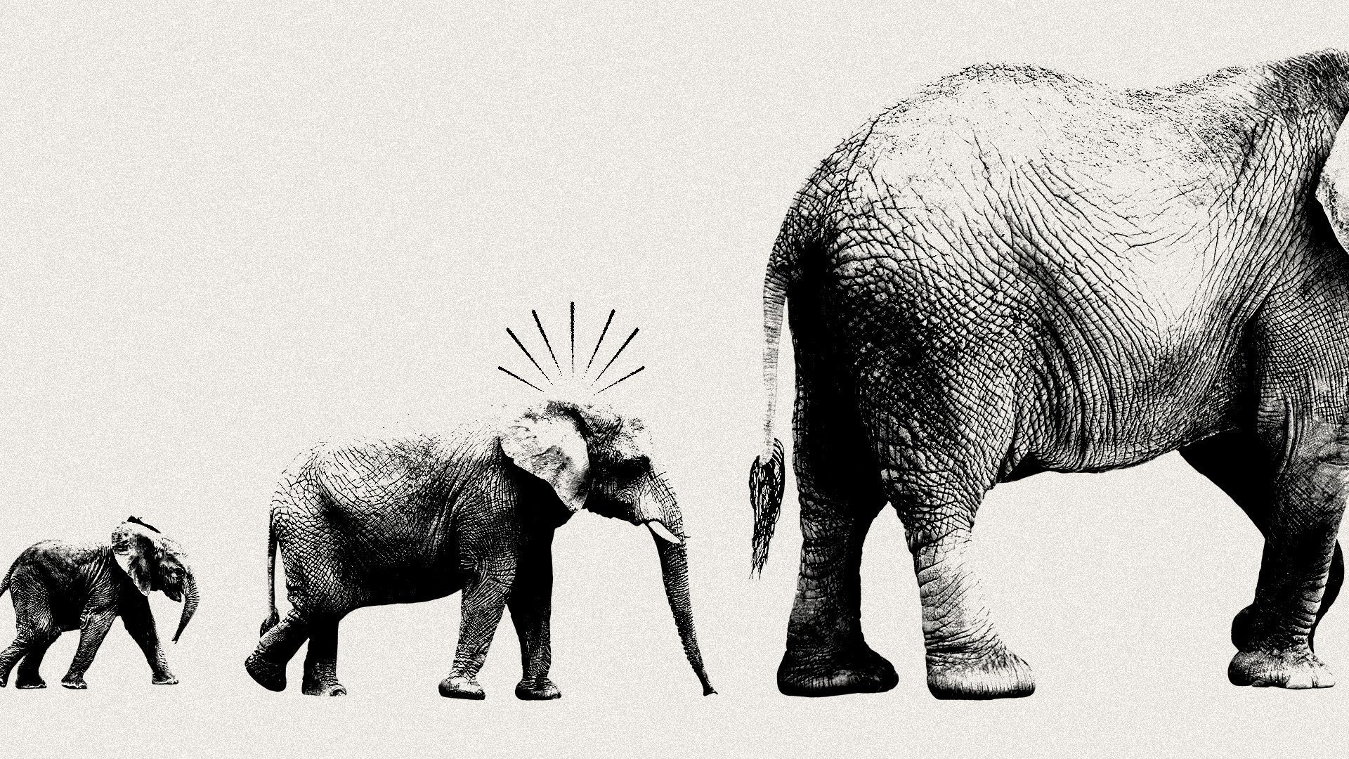 Ilustración de un diagrama de evolución de tres elefantes, con el del medio mostrando sorpresa
