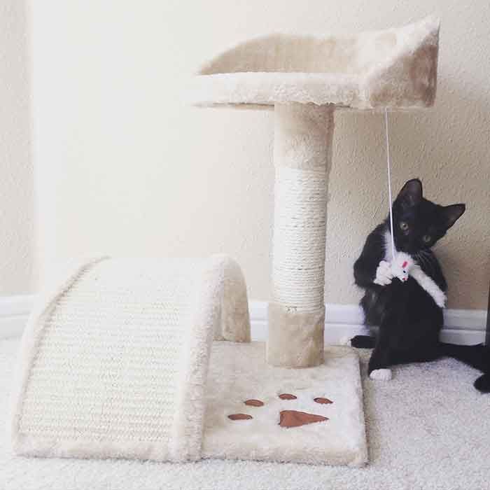 cat and cat tree