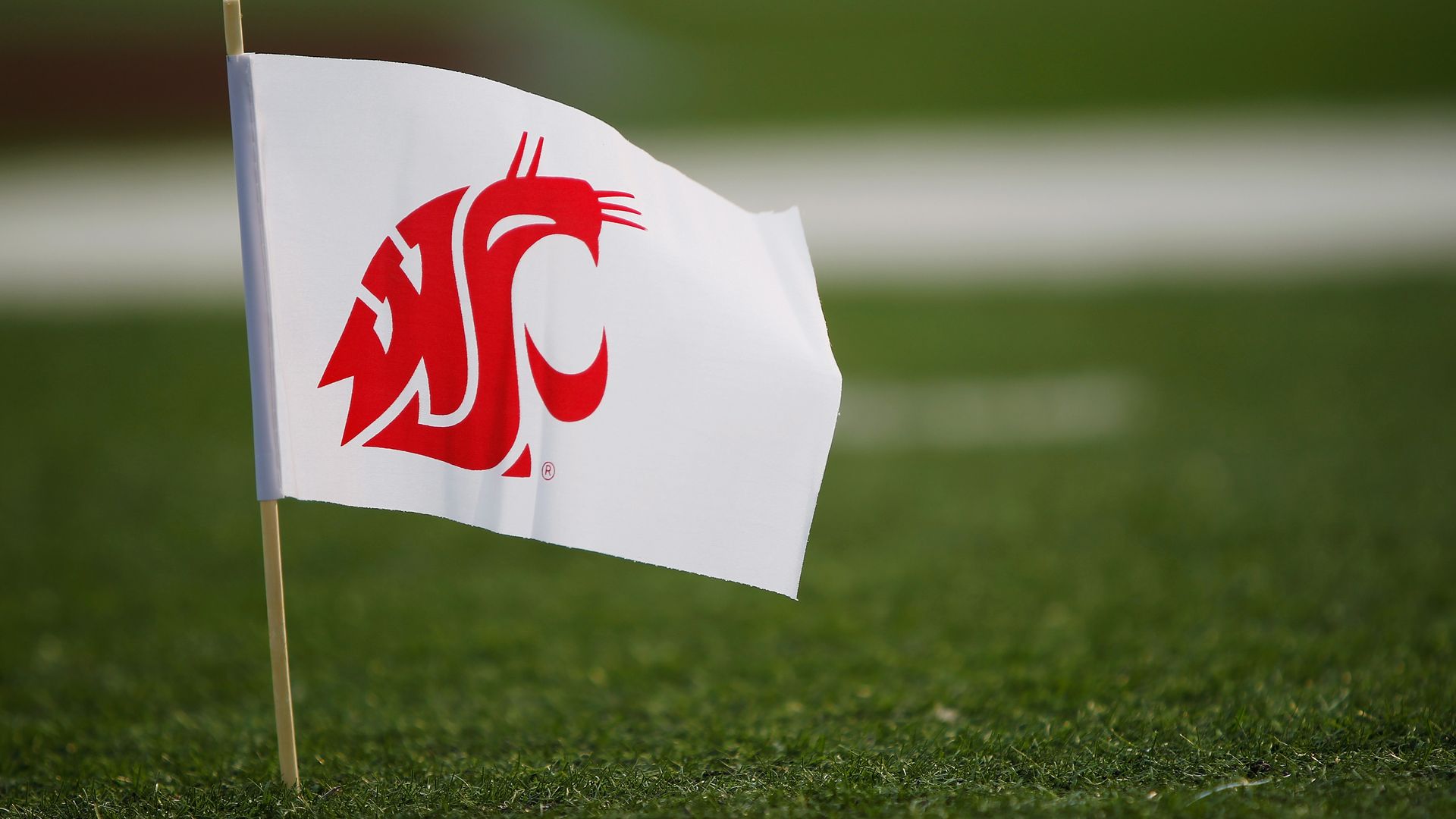 A small white flag bearing a red Washington State Cougars logo is planted into a green field with white markings blurred in the background.