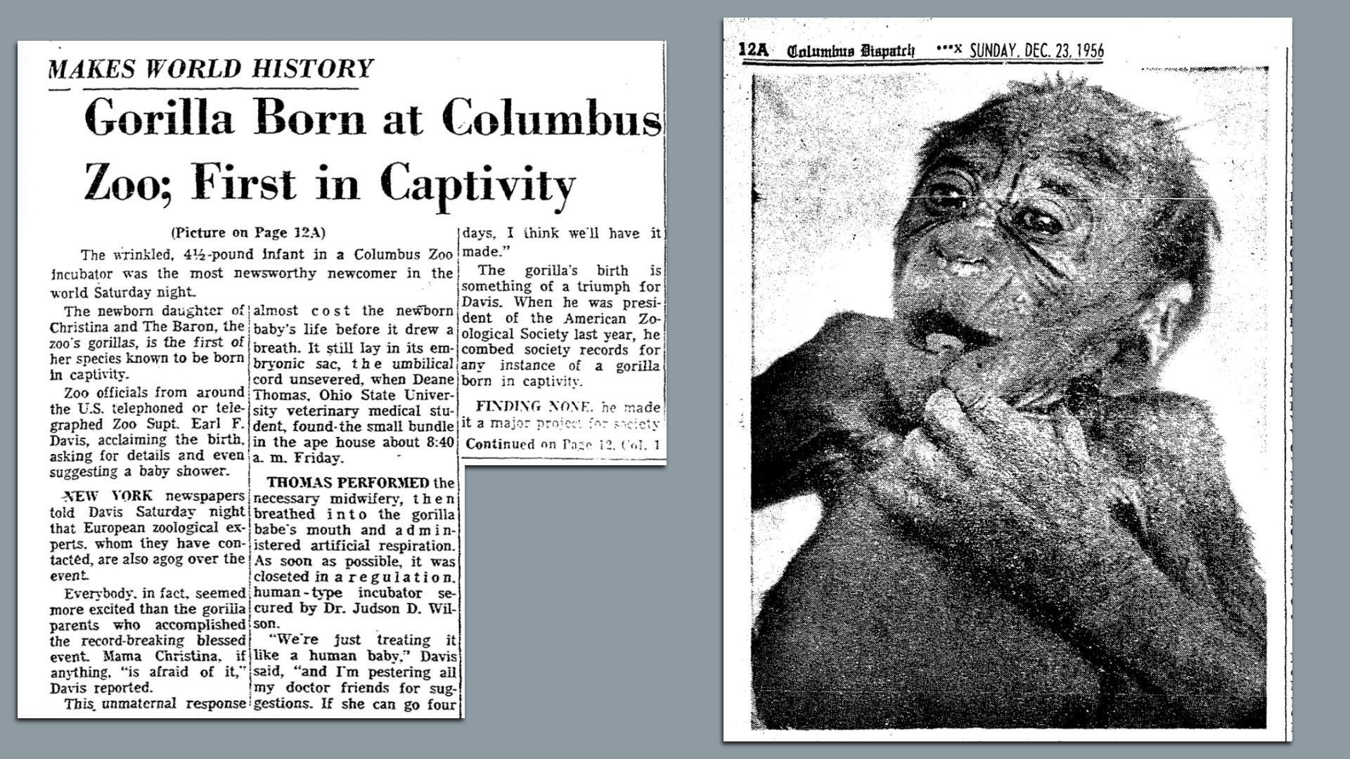 Two Columbus Dispatch newspaper clippings from 1956, a headline reading "gorilla born at Columbus Zoo, first in captivity" and a photo of Colo