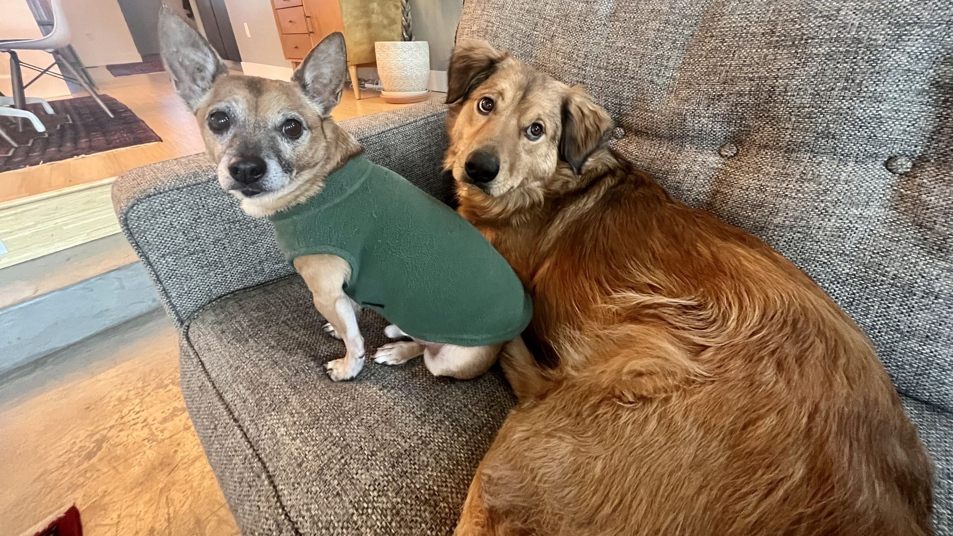 Ralfie, left, and Rocco, right, really want Alayna to take them to a dog park. Photo: Alayna Alvarez/Axios