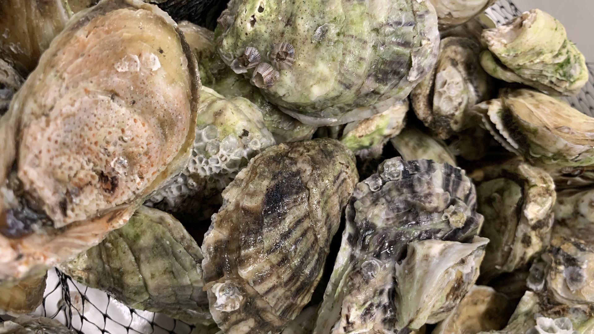 oysters