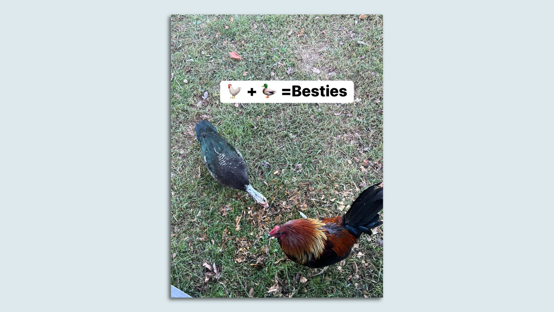 A duck and a rooster standing next to each other