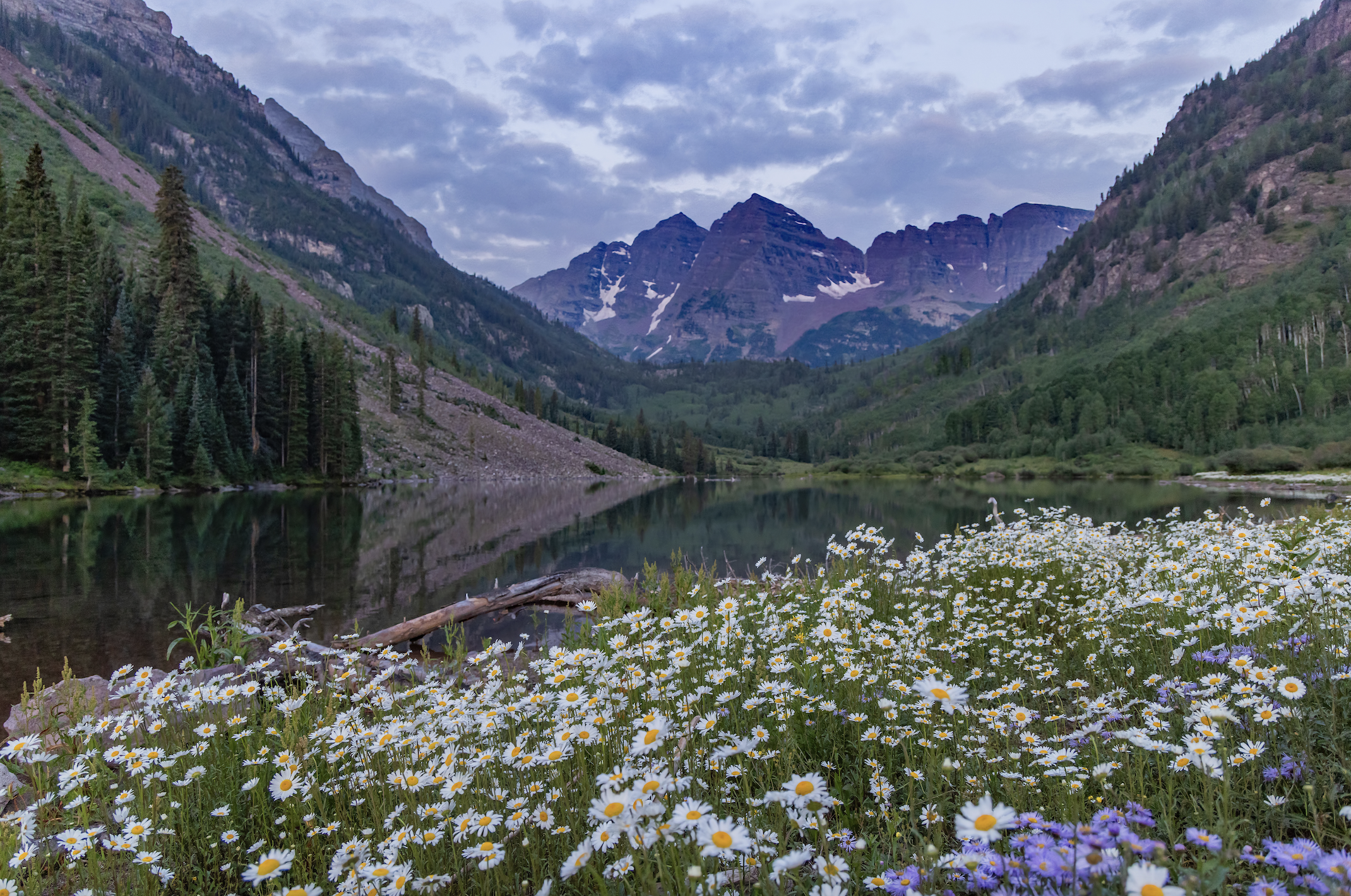 Wildflowers in a meadow beside a calm lake, with pine-covered mountains and snow patches under a cloudy blue sky