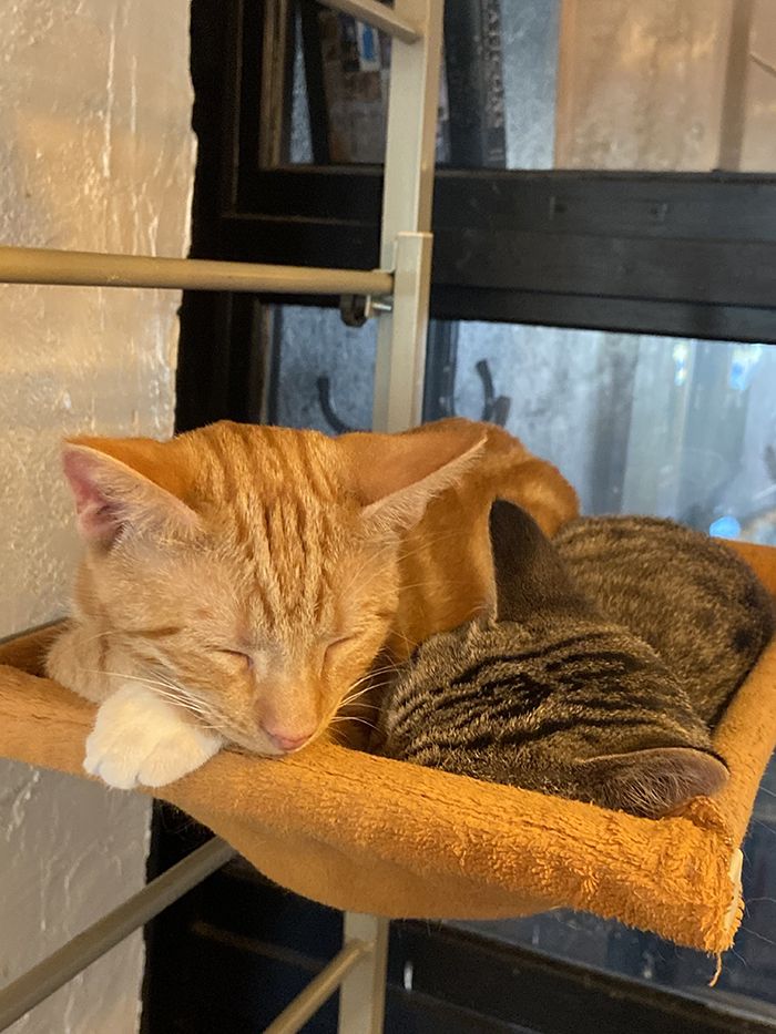 Cats asleep at Mac Tabby Cat Cafe.