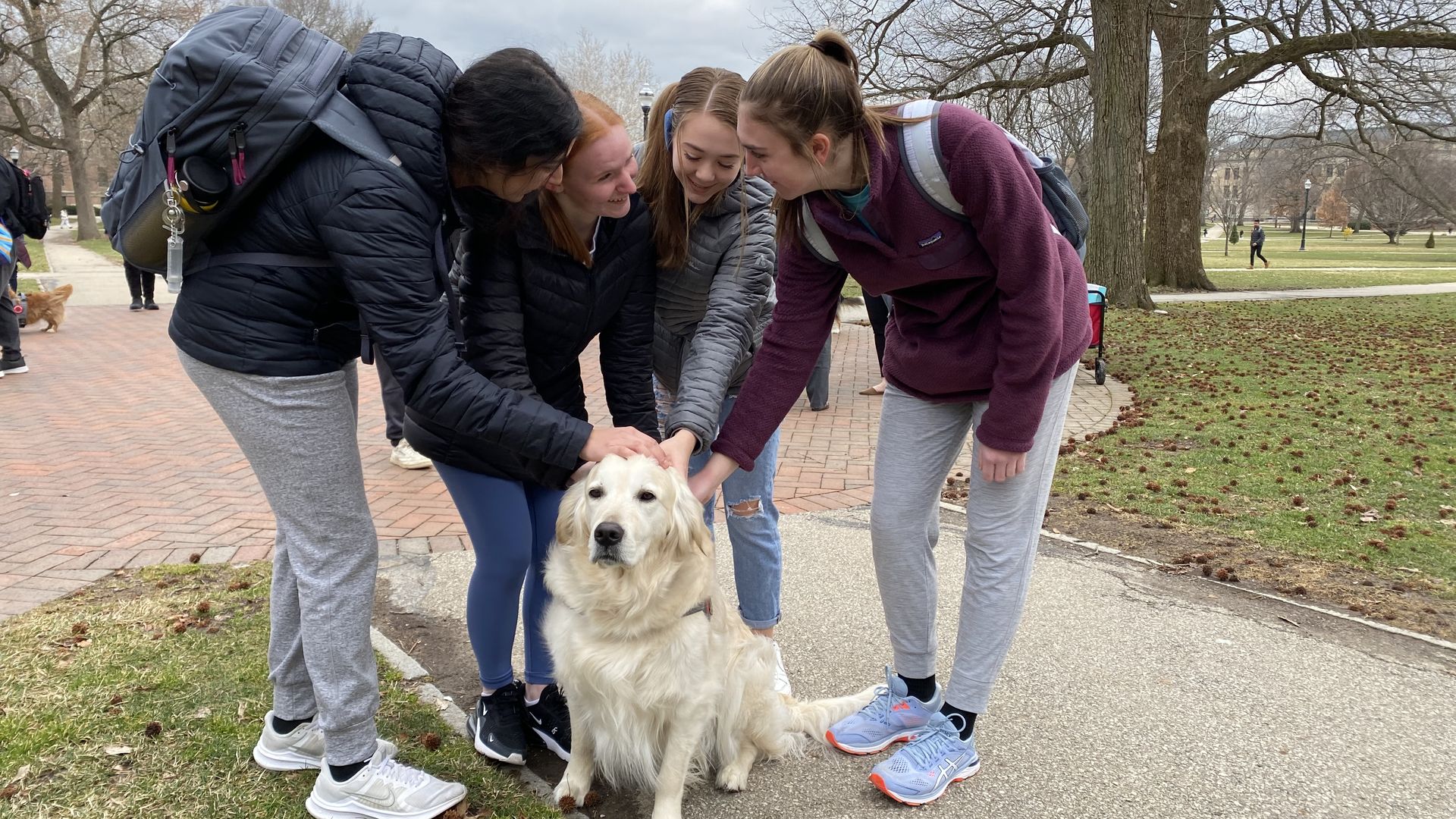 A group of students pets a golden retriever