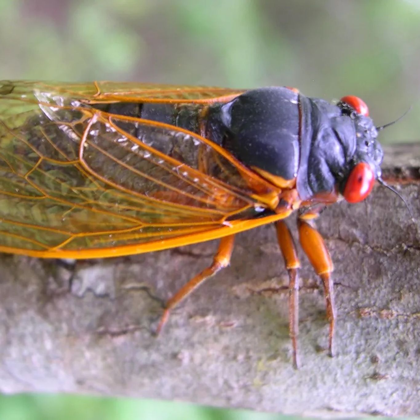 消しゴ虫　です Zombie