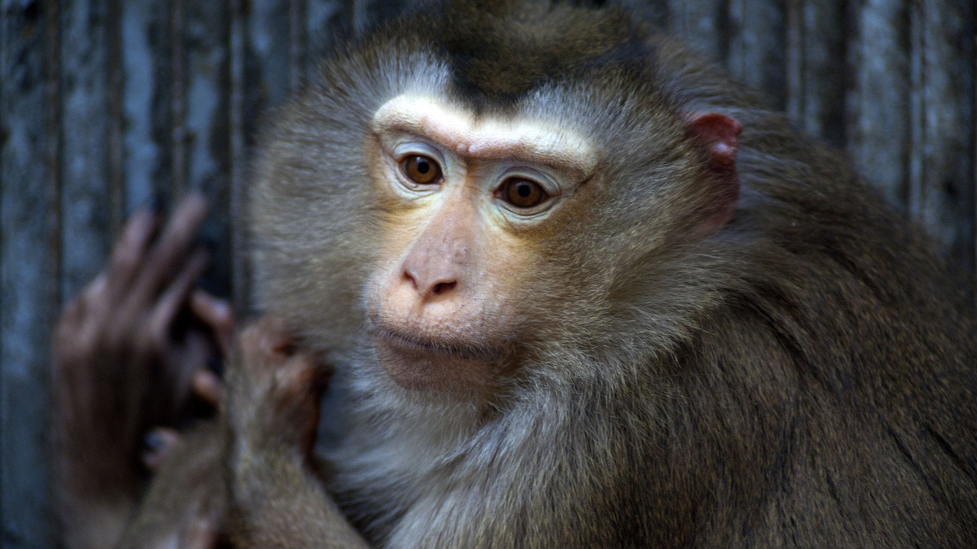 Close-up of a brown monkey with a pinkish face and expressive eyes, holding a wooden surface with its long fingers visible against a blurred dark blue background.