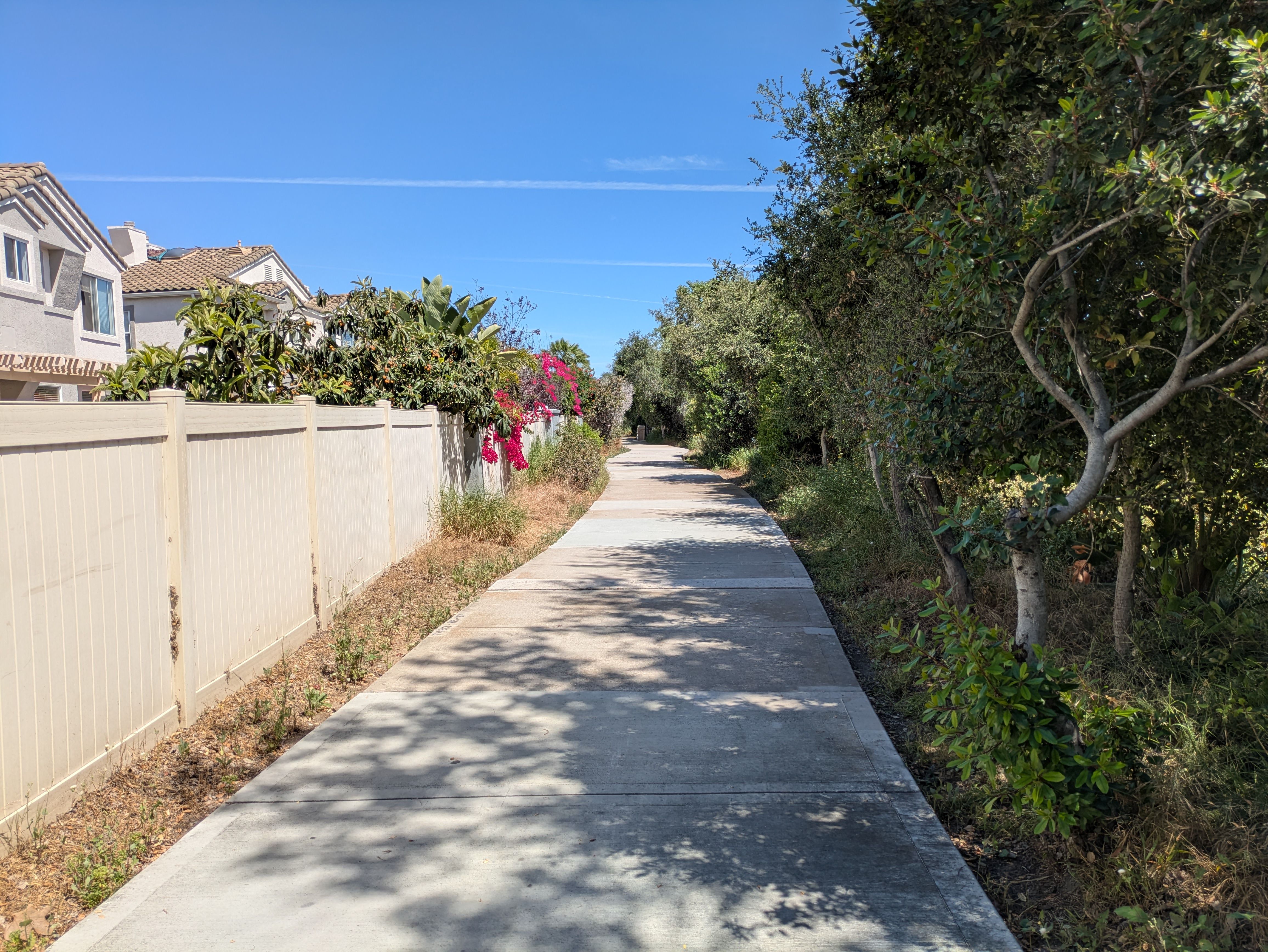 Sunlit suburban sidewalk curves between a beige fence with houses on the left and dense trees on the right. Pink bougainvillea, shadows on the concrete, and a clear blue sky.