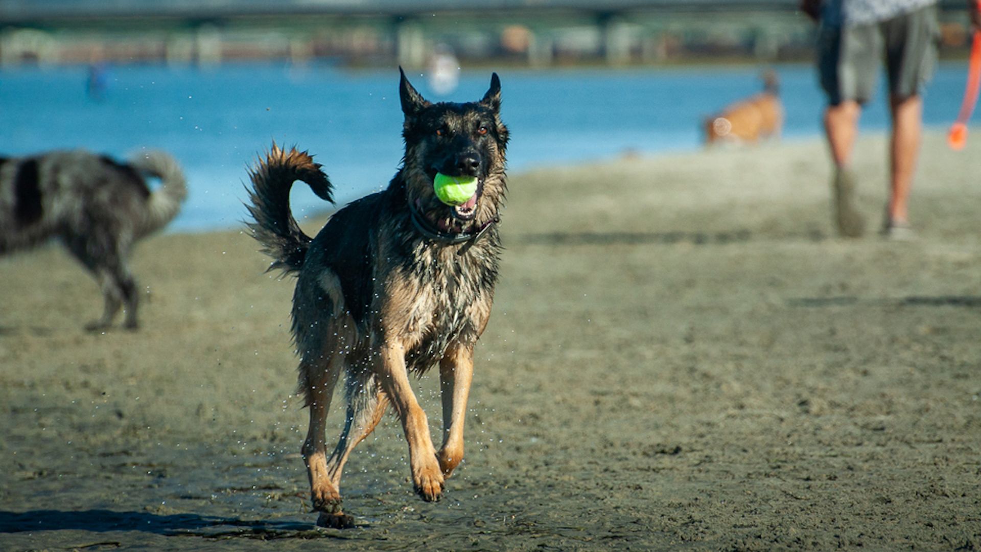 A dog catches a tennis ball in its mouth on a sandy beach with the ocean and other dogs in the background.