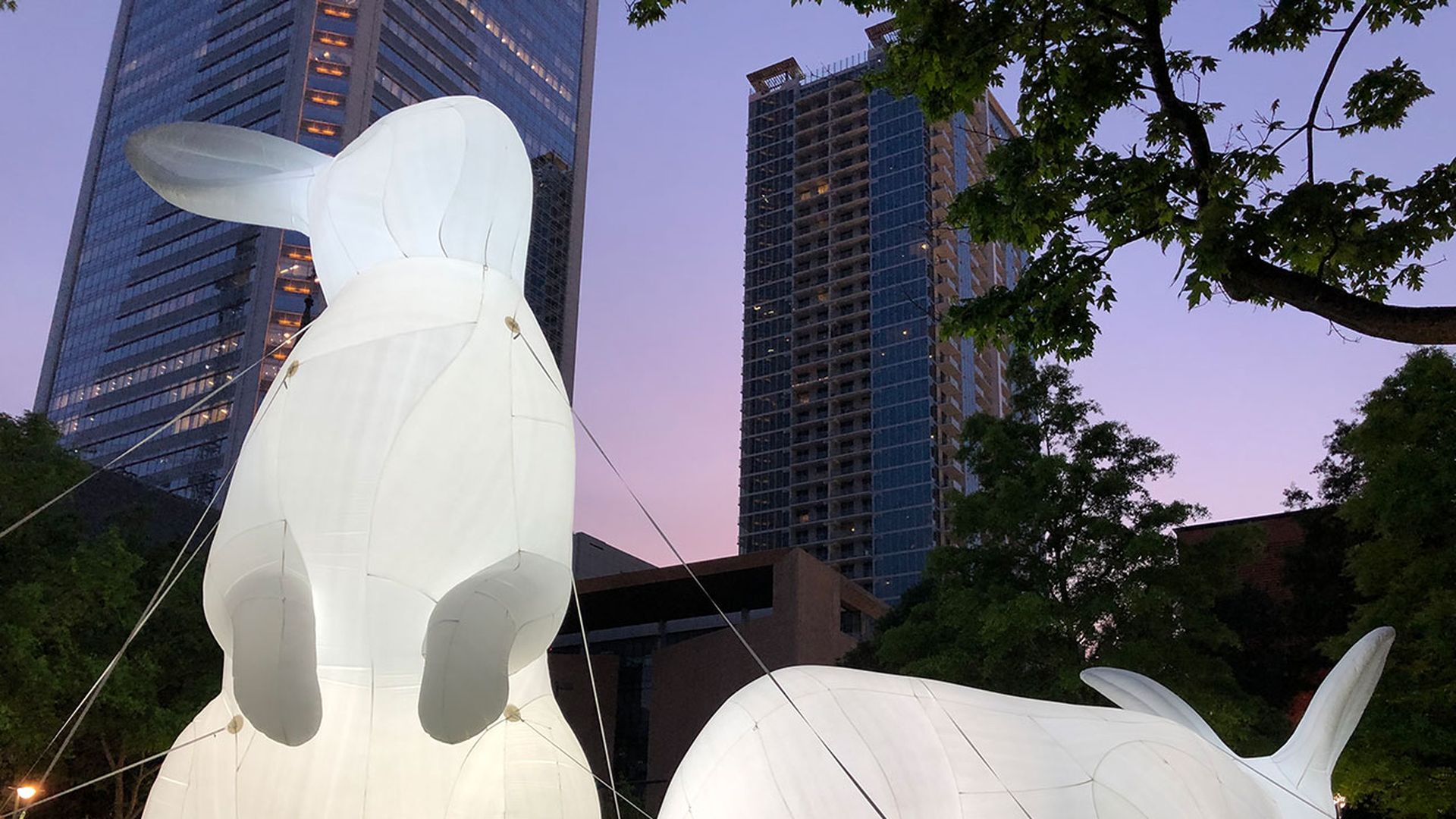 charlotte-shout-bunnies