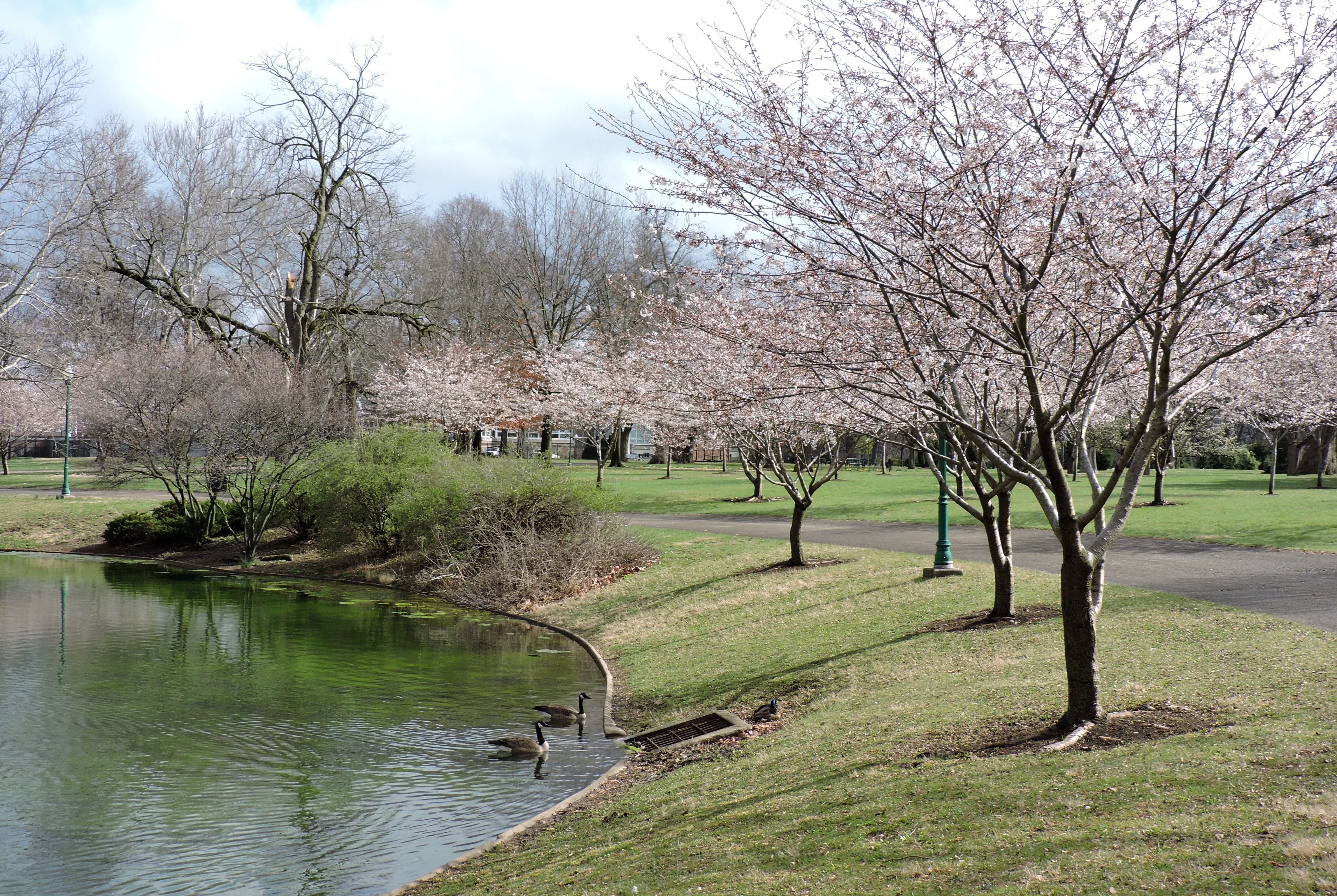A row of cherry trees borders a lake