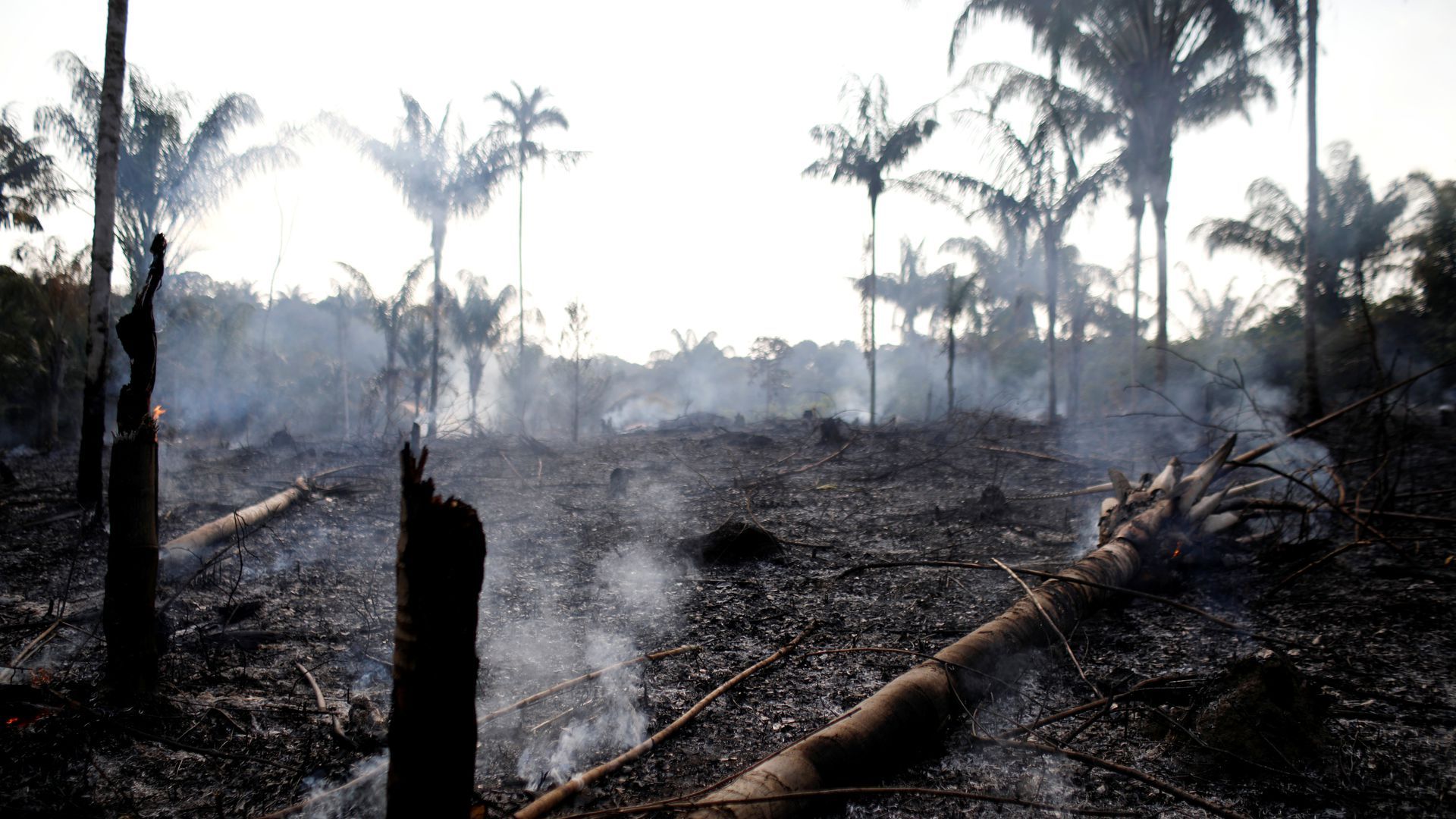 The Amazon Rainforest Earth S Lungs Is Burning Axios