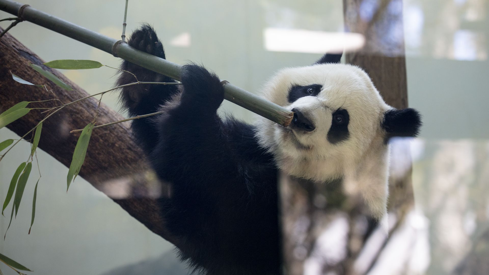 A panda bear smells the open end of a long stick of bamboo in a glass habitat