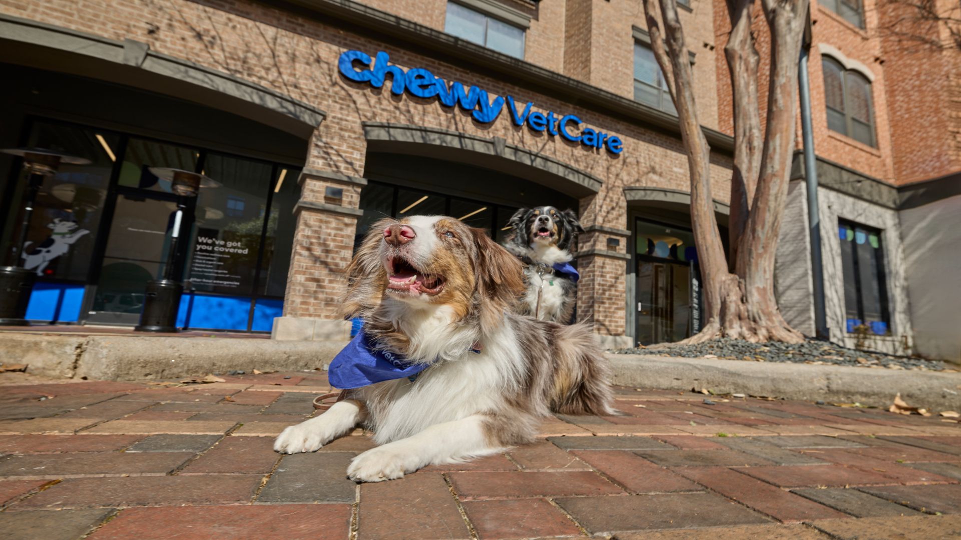 Two dogs wearing bandanas sit outside a Chewy VetCare clinic, with the storefront and signage visible behind them.