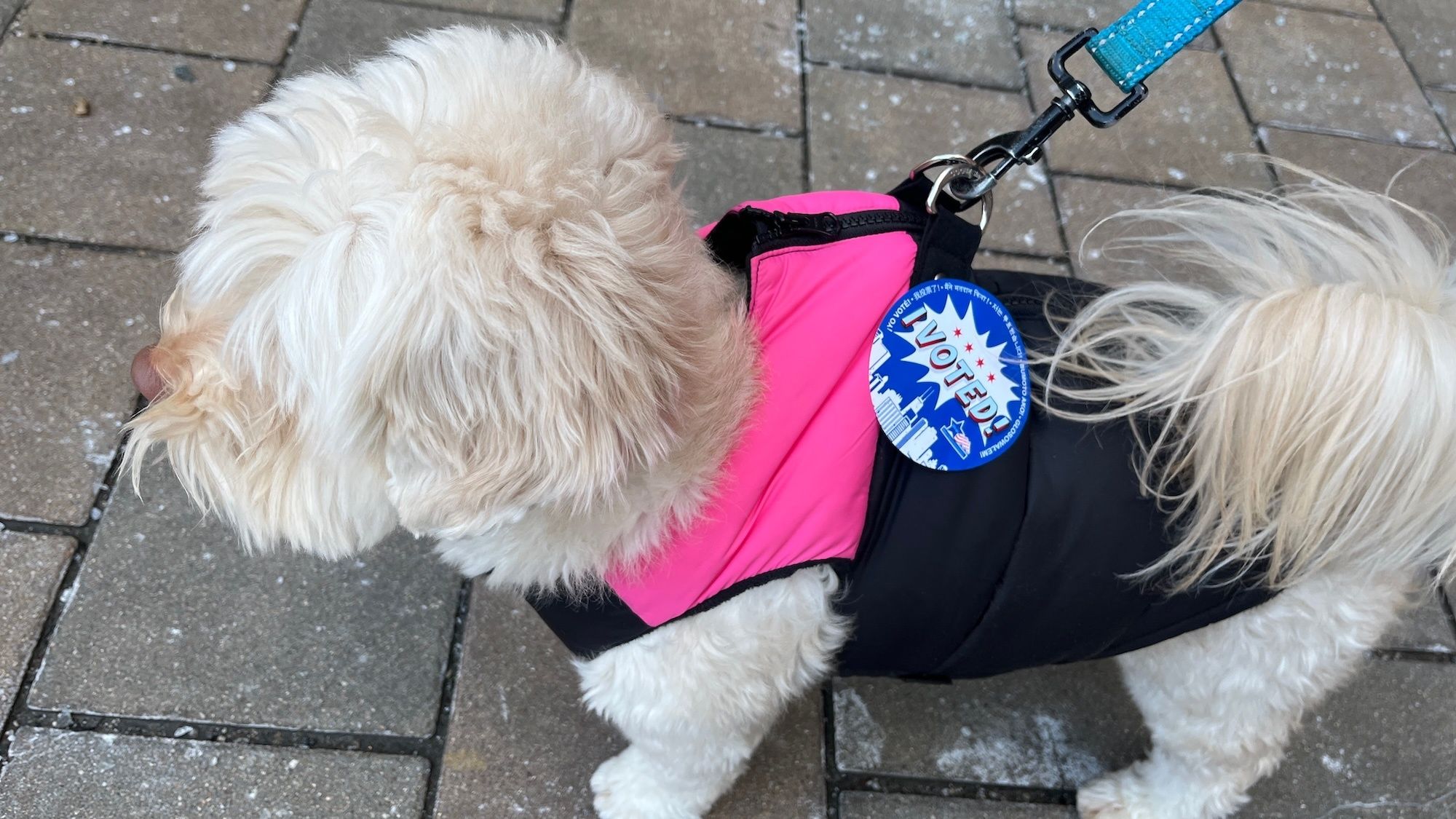 Small fluffy white dog wearing a pink and black vest, with a blue 'I Voted' badge on its back, attached to a teal leash, on a gray brick sidewalk.