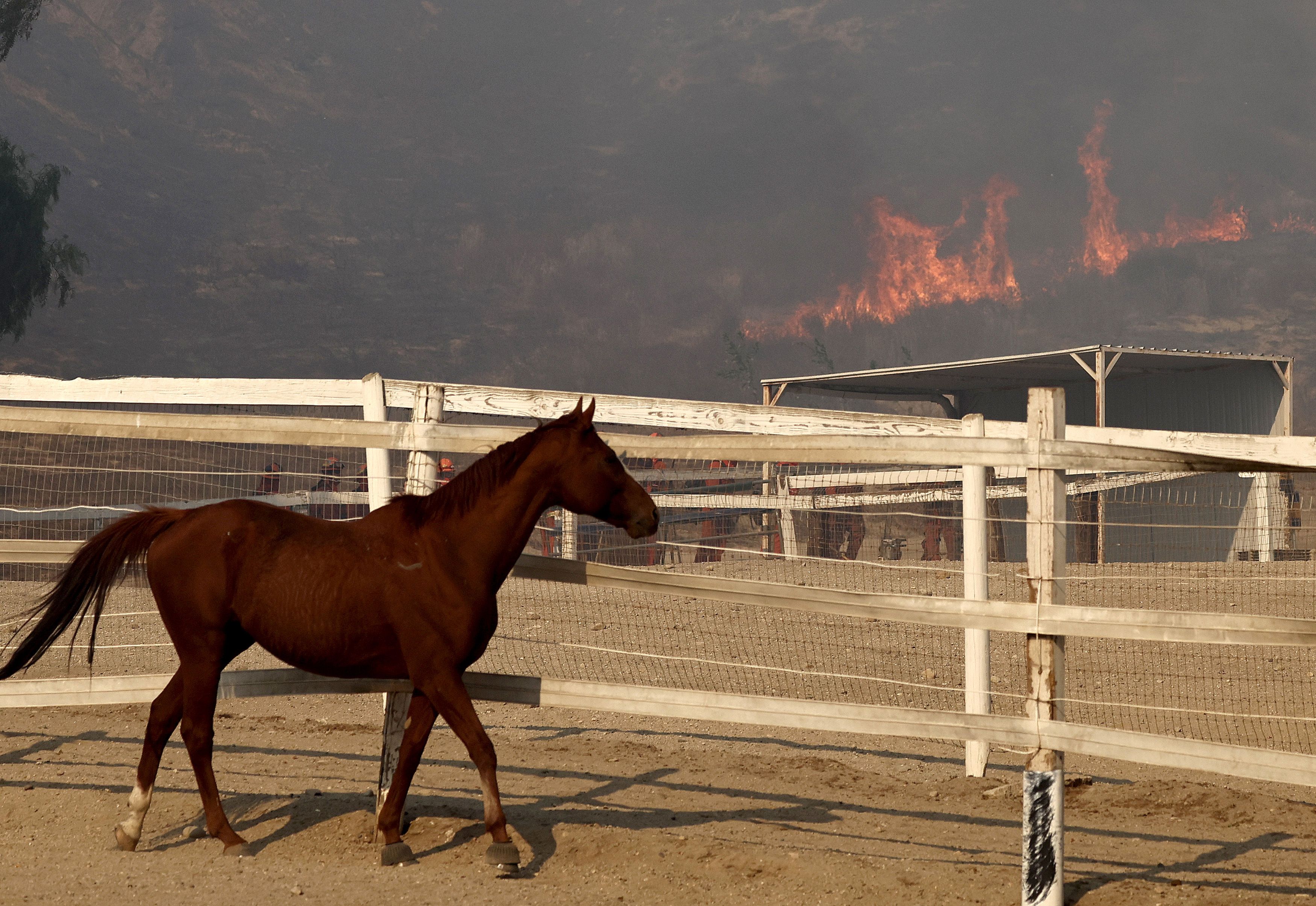 A horse walks as the Mountain Fire burns nearby on November 7, 2024 near Moorpark, California. Fueled by strong winds, the fire has burned across more than 20,000 acres and destroyed over 50 homes since it began yesterday. 