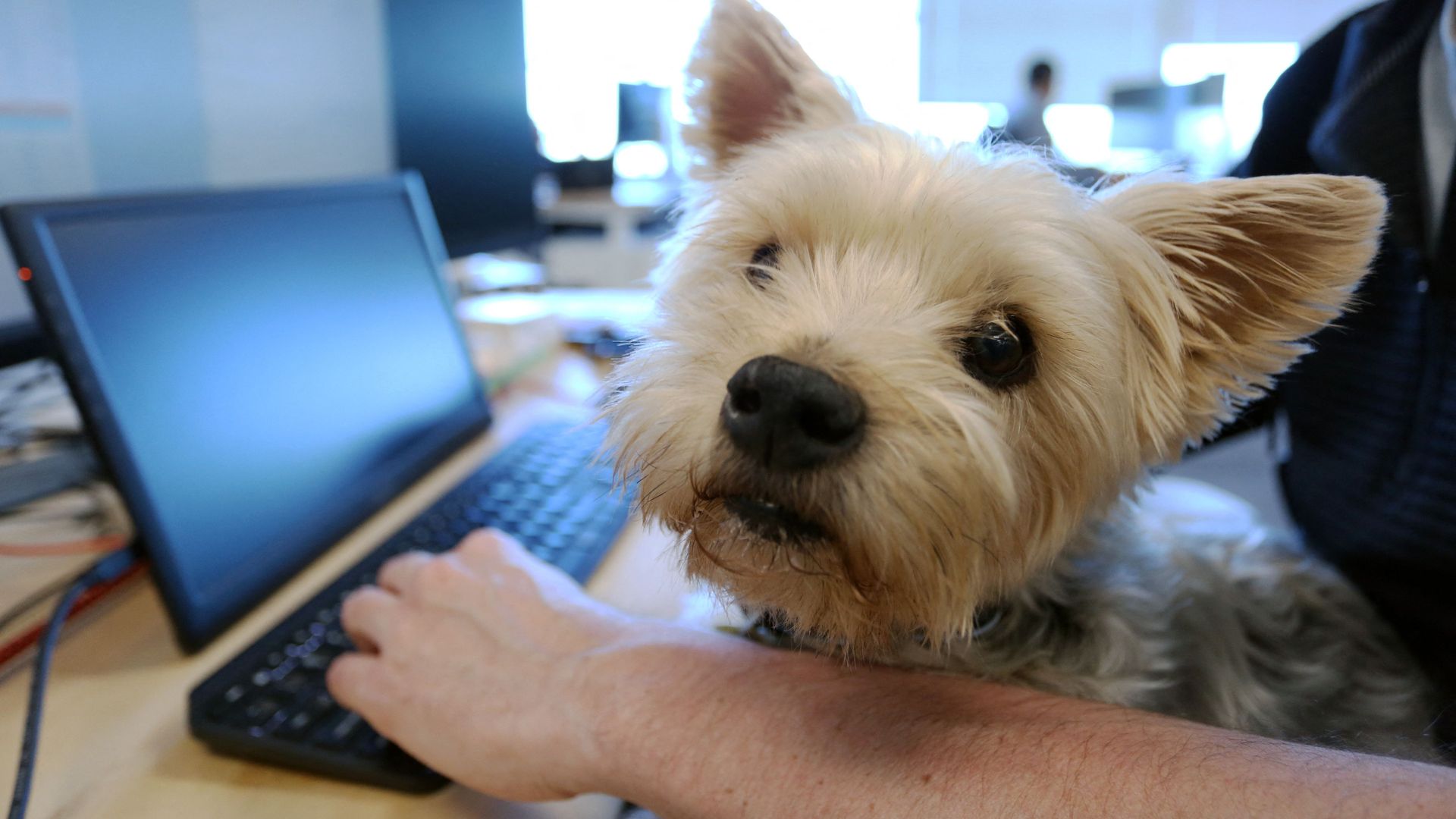 Dog sits on lap of person typing on computer