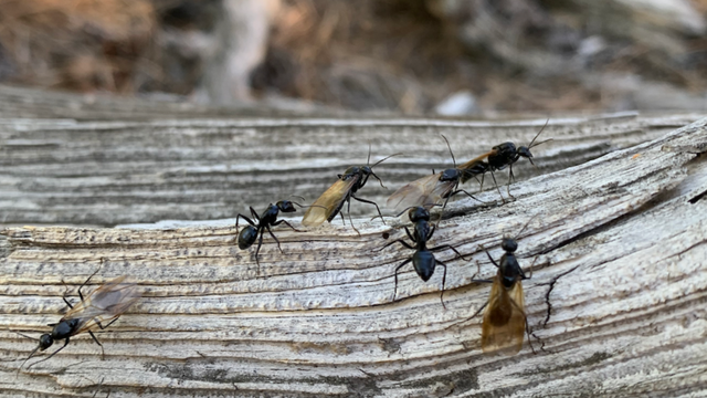 Colorado Ecosystems Insects Colorado's ant populations are feeling the sting of climate change ...