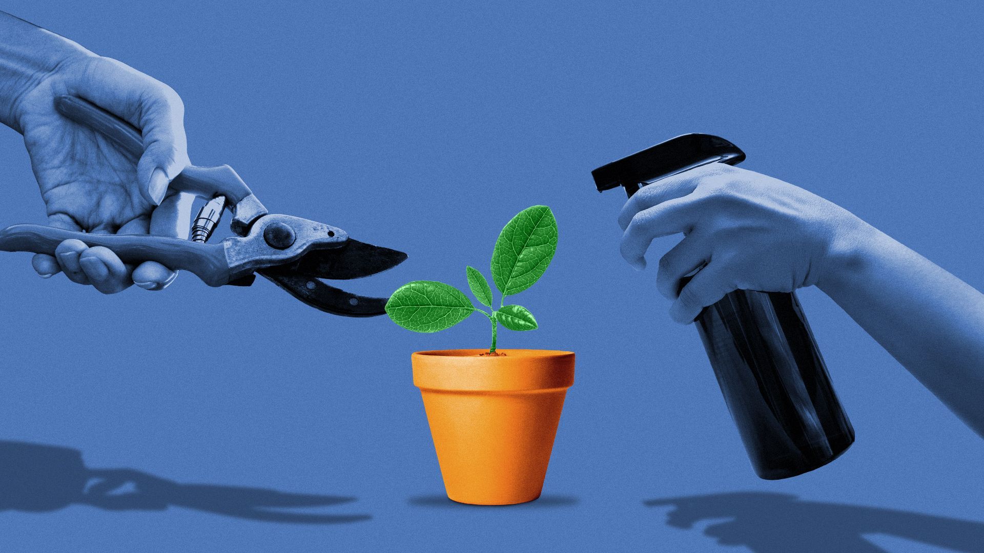 Illustration of hands holding garden scissors and a spray bottle next to a small potted plant.