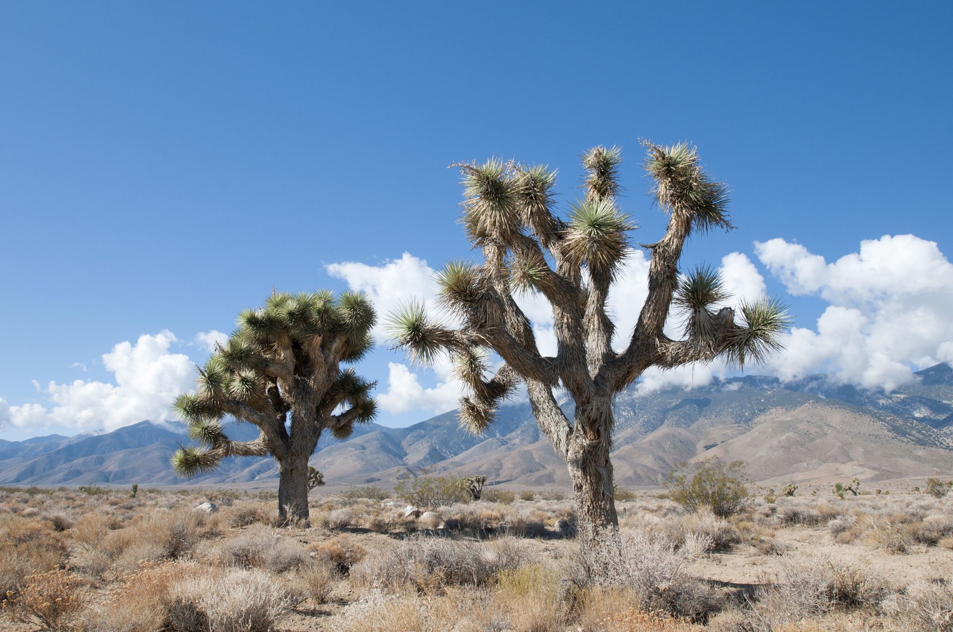 Joshua trees cut down by vandals during government shutdown - Axios