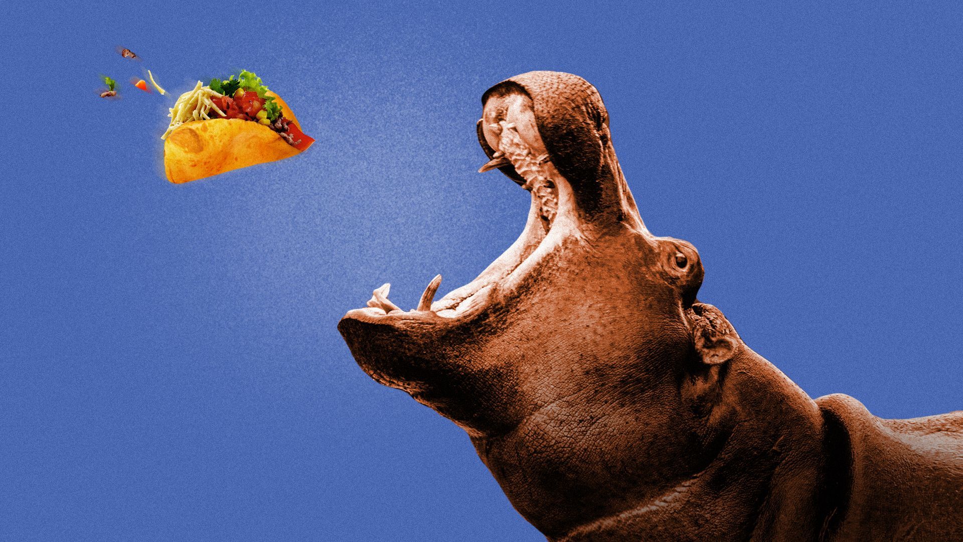 Illustration of a puffy taco flying into a hippo's mouth.