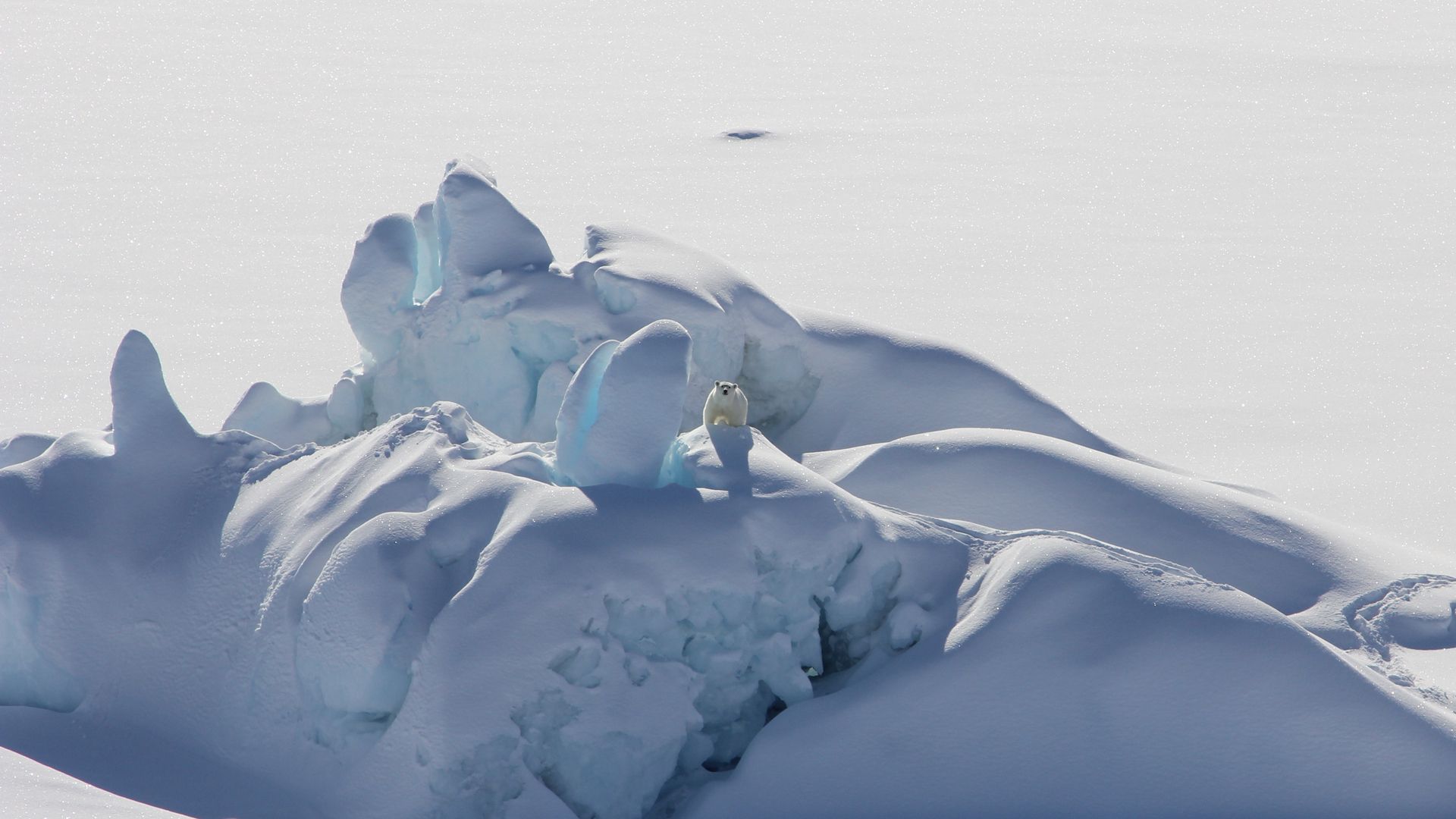 A polar bear stands on a snow-covered iceberg that is surrounded by fast ice, or sea ice connected to the shore, in Southeast Greenland in March 2016. Photo: Kristin Laidre/University of Washington