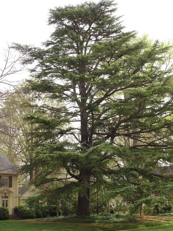 Richard-Ferguson-tree