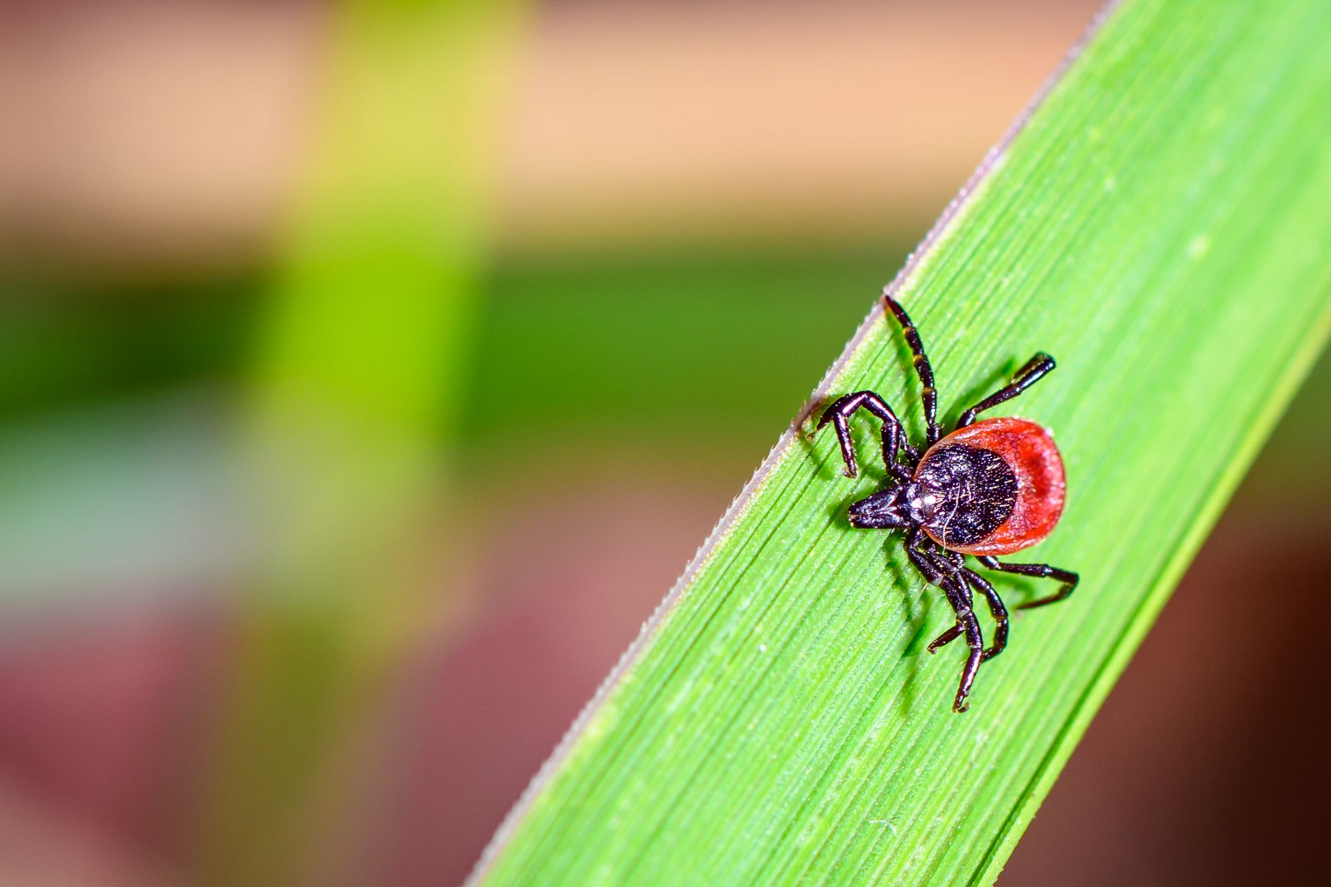 Tick bites surging in Indiana, Midwest as summer starts - Axios