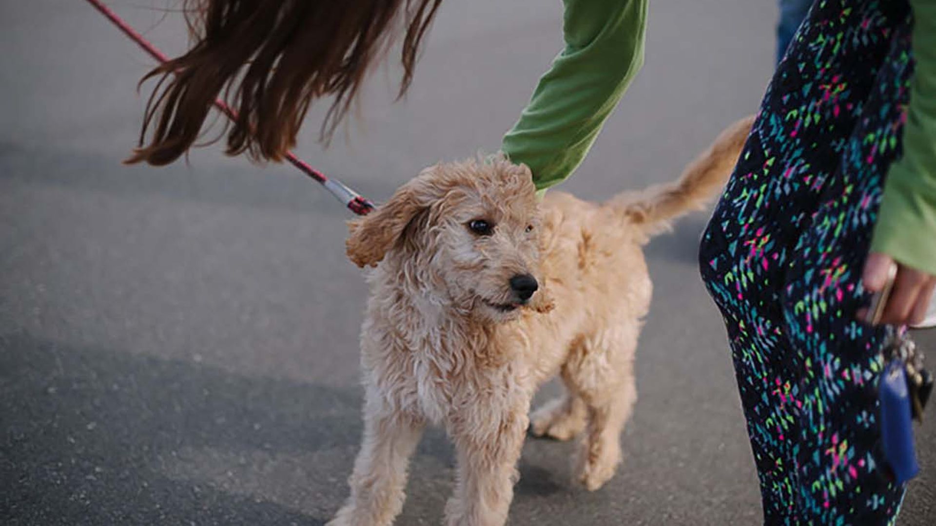 12 unexpected places you can bring your dog in Charlotte Axios Charlotte