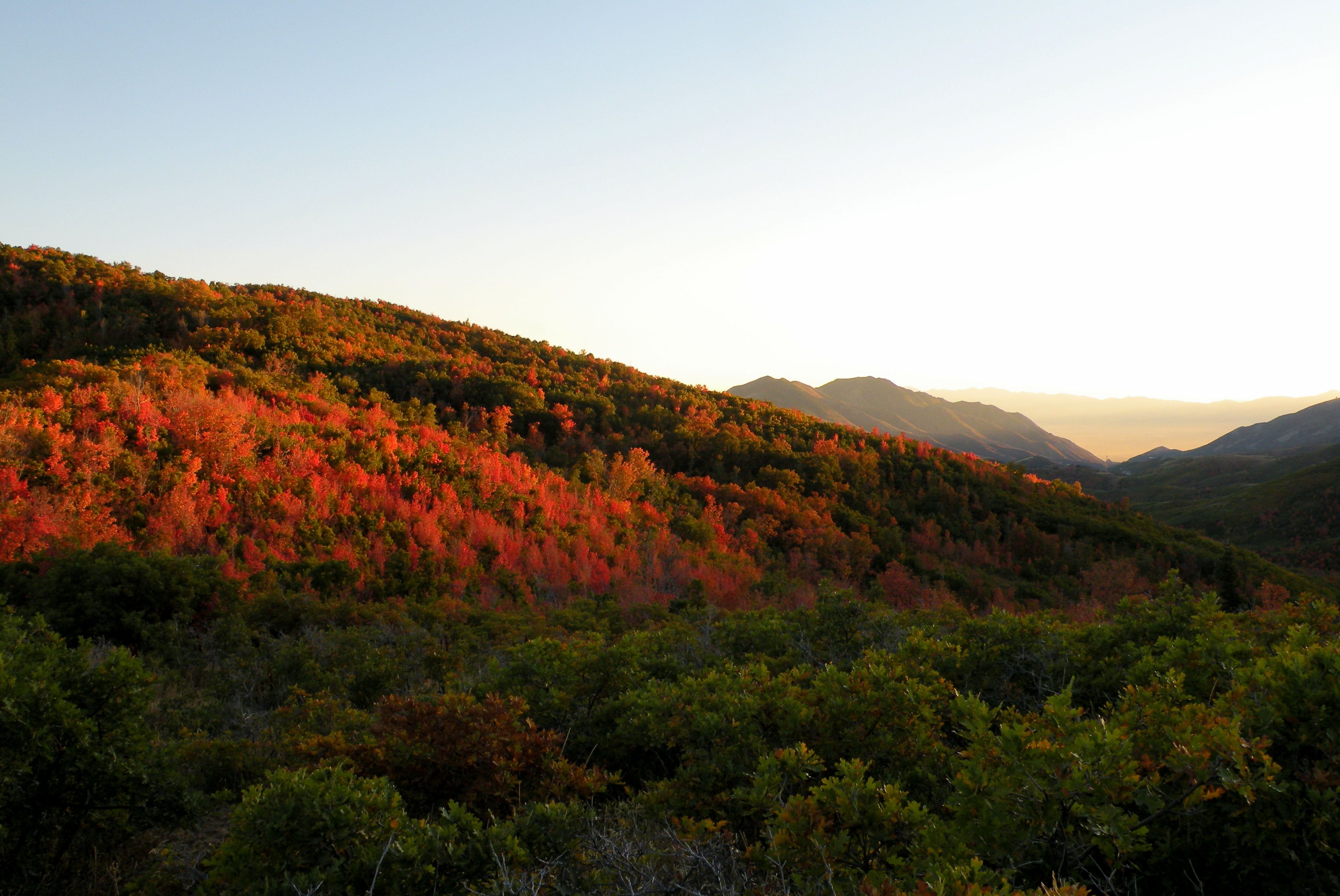 Fall leaves glow in the evening sun on a mountain.
