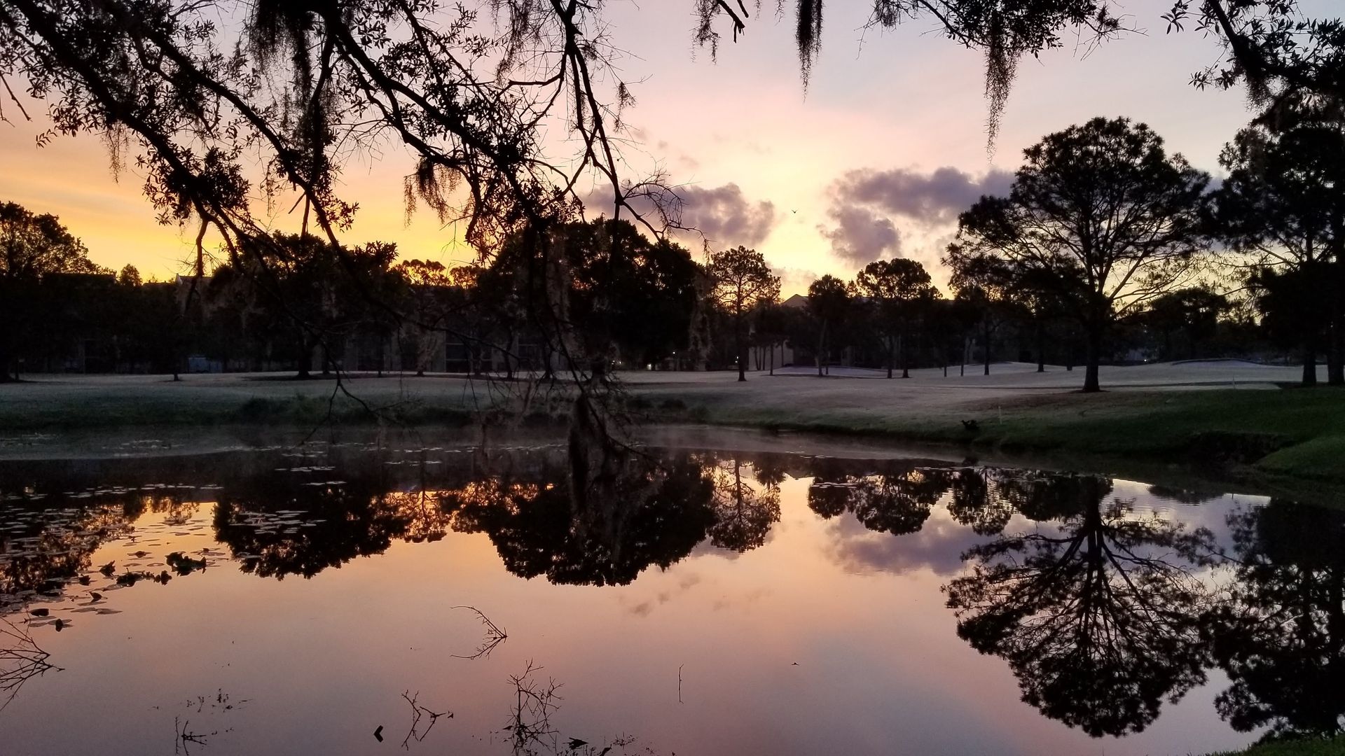 Tree reflections on pond water during sunrise in Carrollwood Village, FLorida.