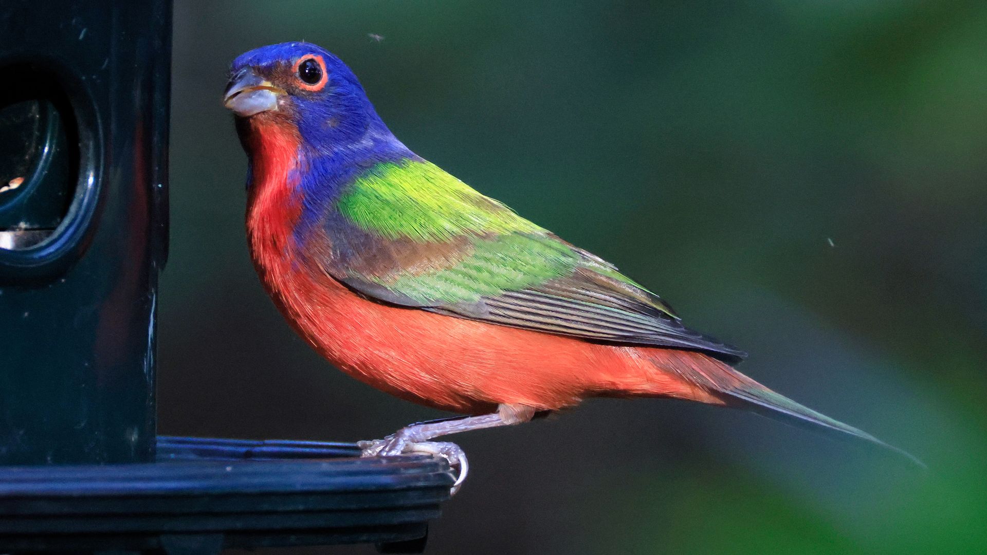 A colorful Painted Bunting bird that's blue, red and green
