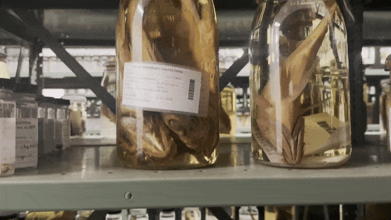 A video pans down metal shelves of jars with preserved fish inside. 