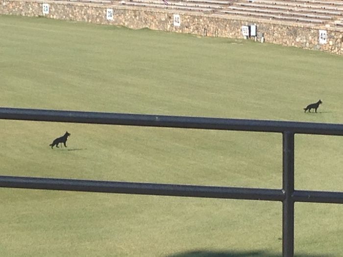dogs in american legion stadium