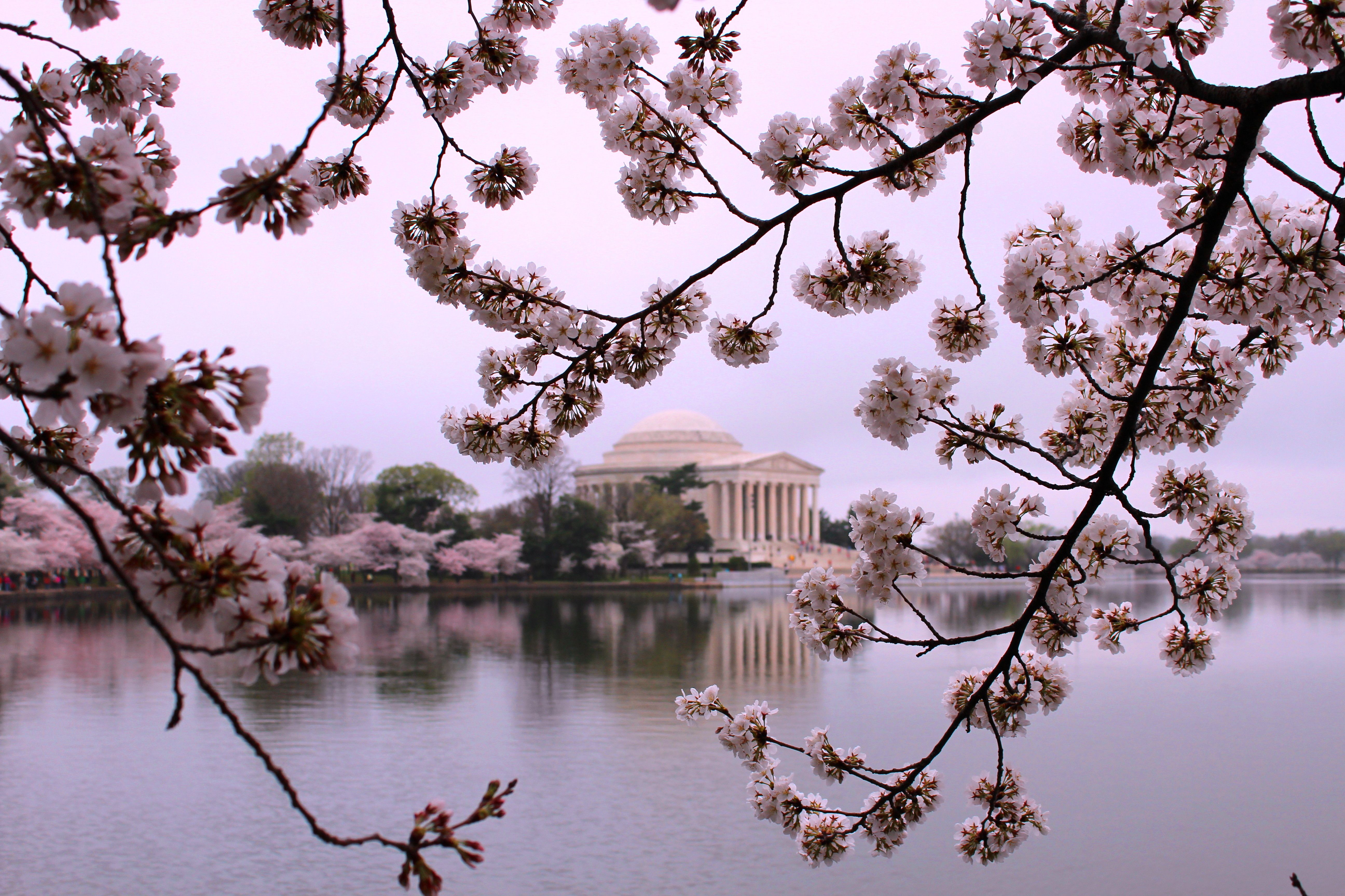 Cherry blossom branches