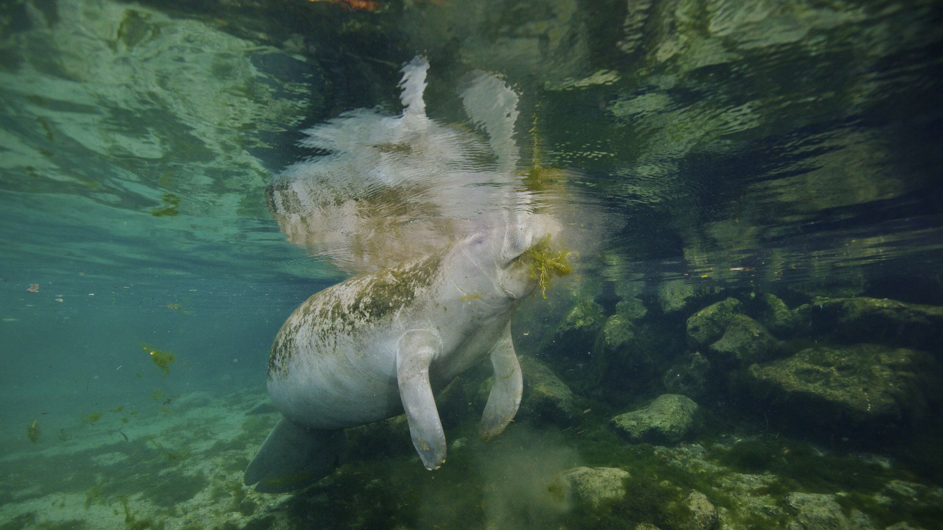 A manatee feeds on sea grass