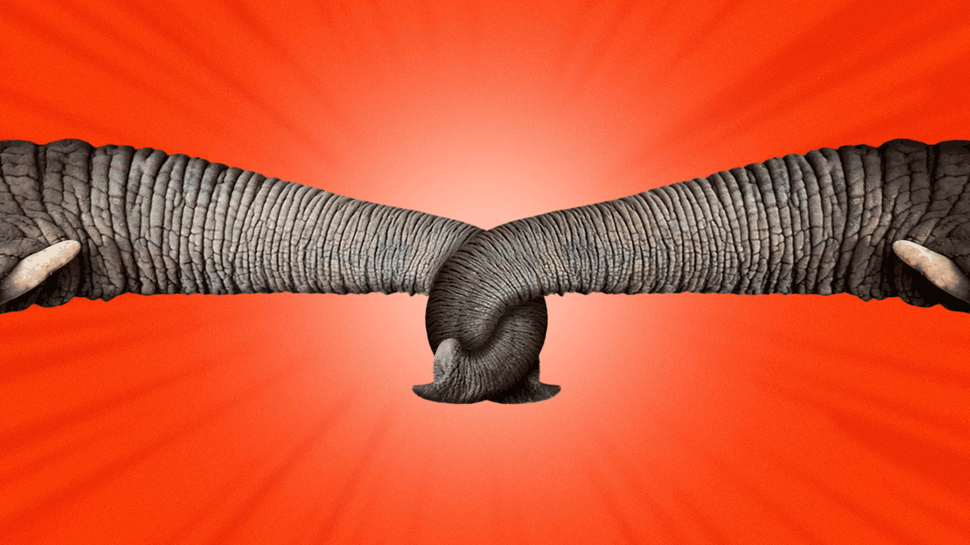Animated gif of two elephants involved in a tug of war with their trunks