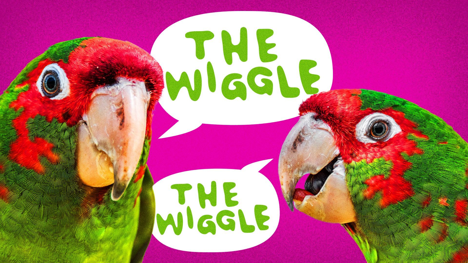 Illustration of two parrots repeating "The Wiggle."